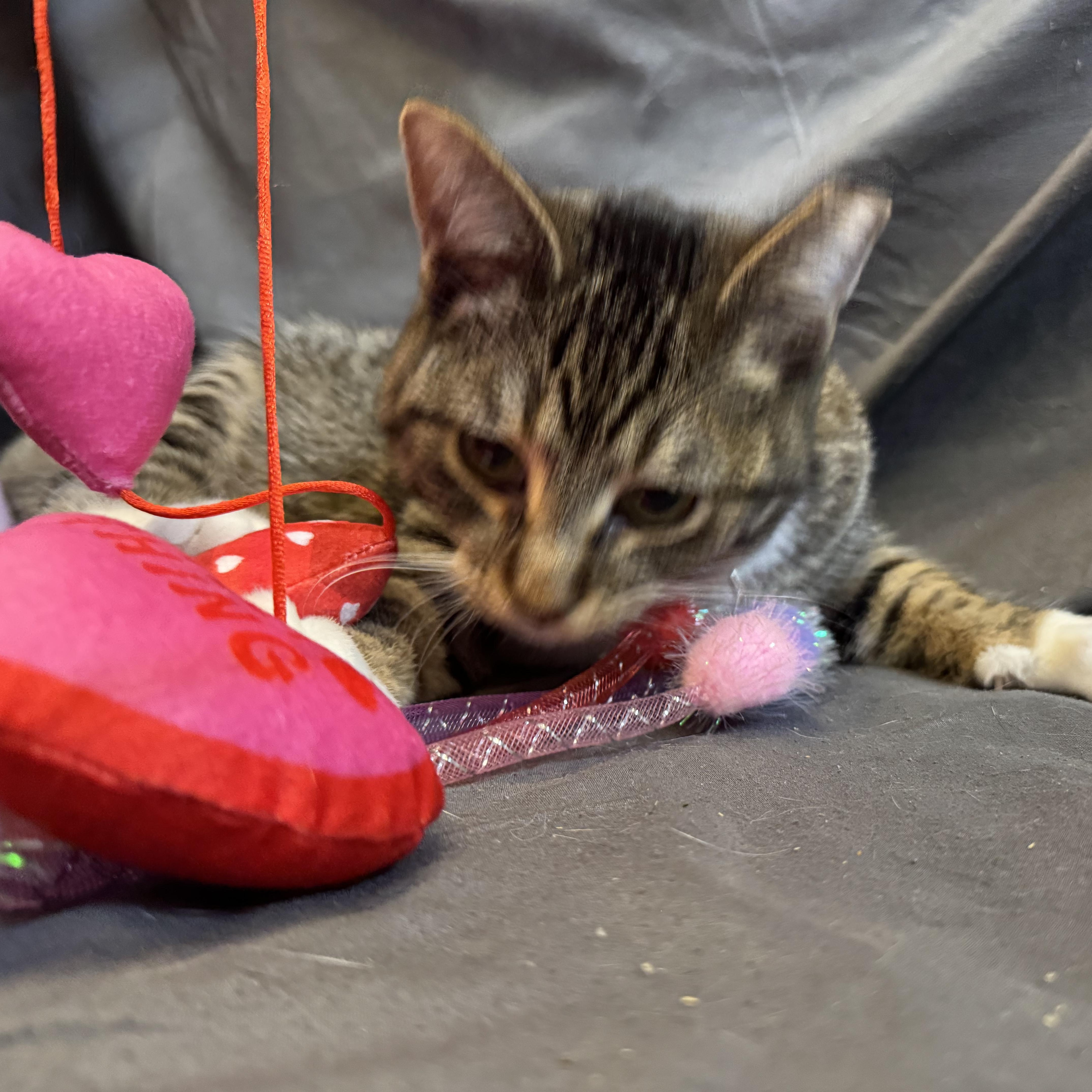 Stark, a ADOPTABLE American Shorthair in Alexandria, IN image 3/4