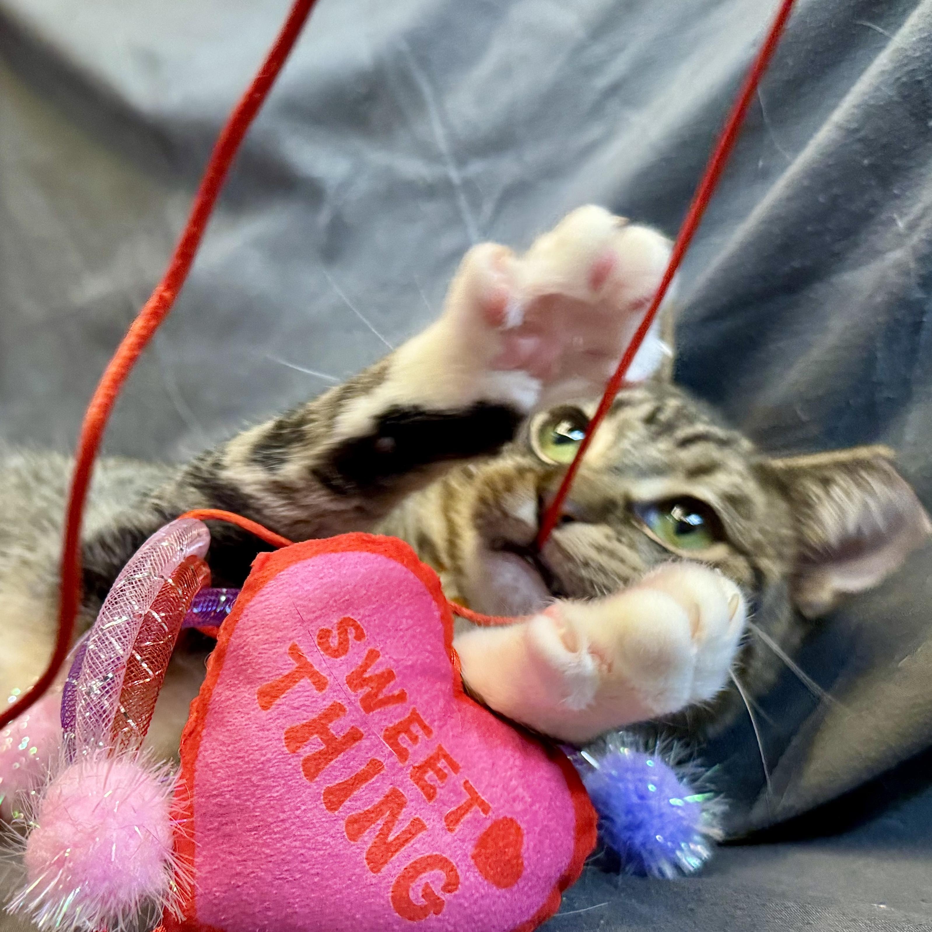 Stark, ADOPTABLE, Young Male American Shorthair.