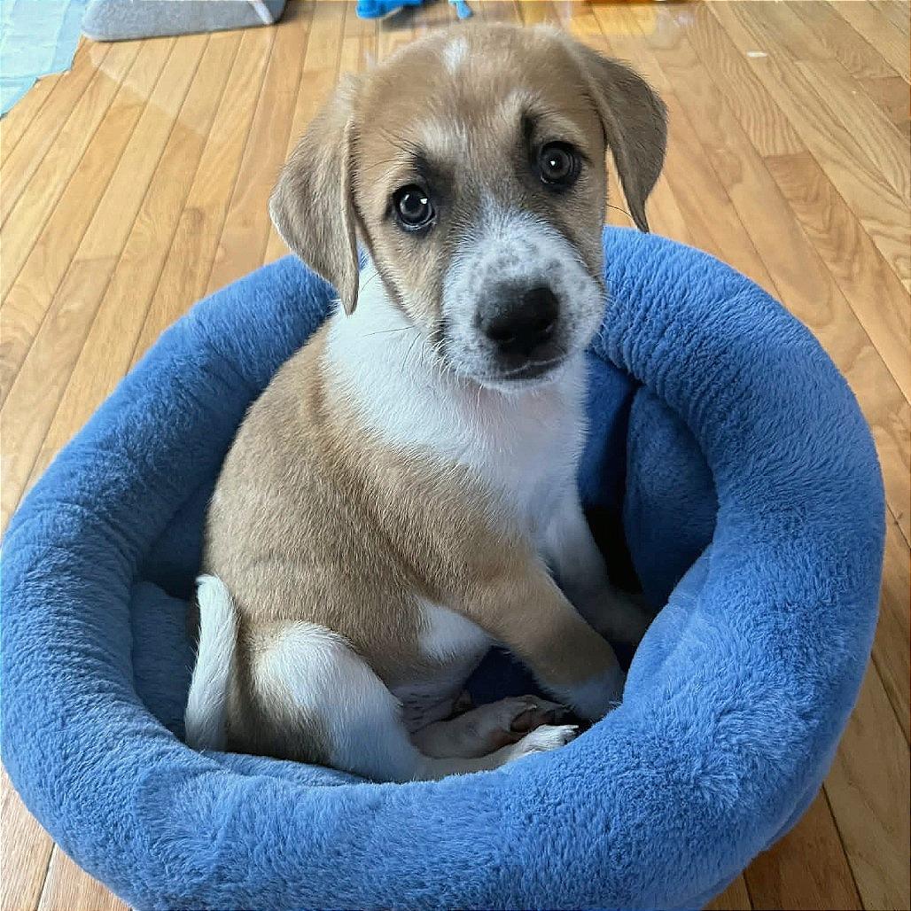 Guinness, Adoptable, Puppy Male Hound & Retriever.