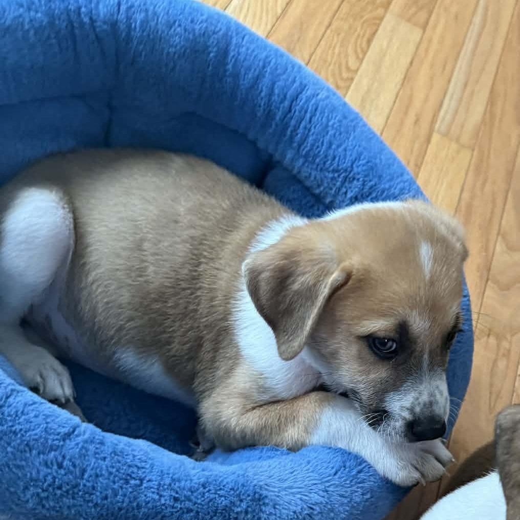 Enlarge Guinness, a Adoptable mixed breed in Griswold, CT image 2/6