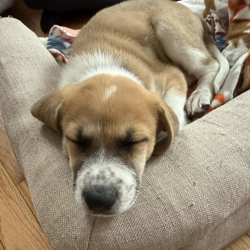 Enlarge Guinness, a Adoptable mixed breed in Griswold, CT image 3/6