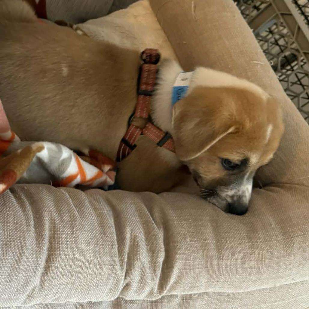 Enlarge Guinness, a Adoptable mixed breed in Griswold, CT image 4/6