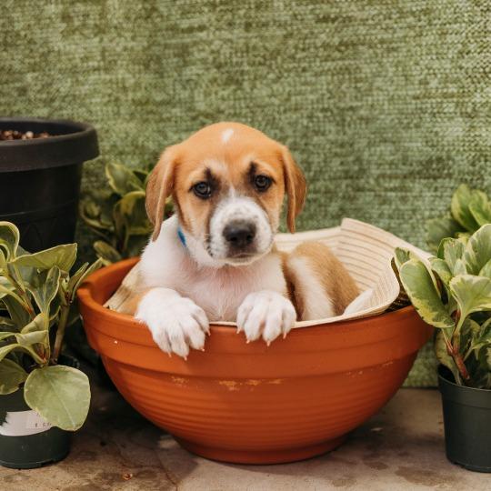 Enlarge Guinness, a Adoptable mixed breed in Griswold, CT image 6/6