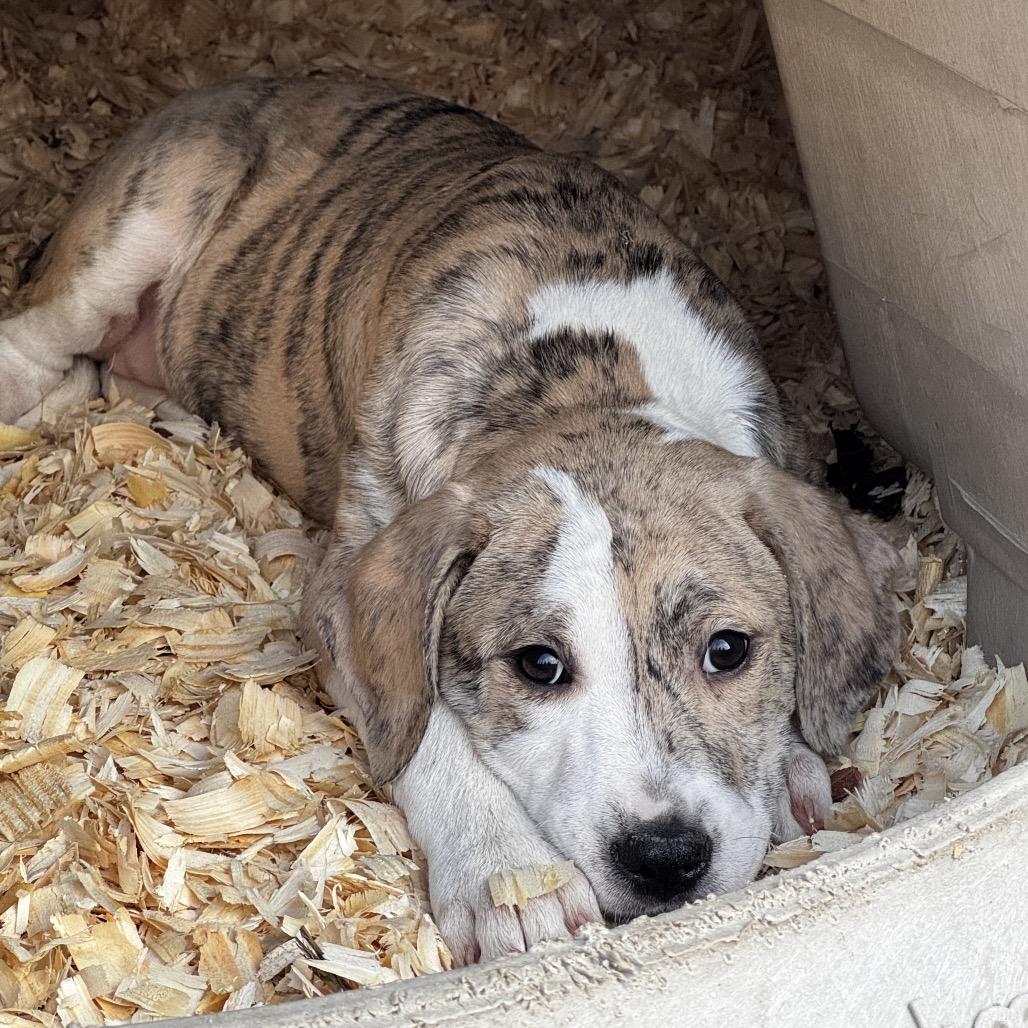 Silly, Adoptable, Puppy Female Terrier.