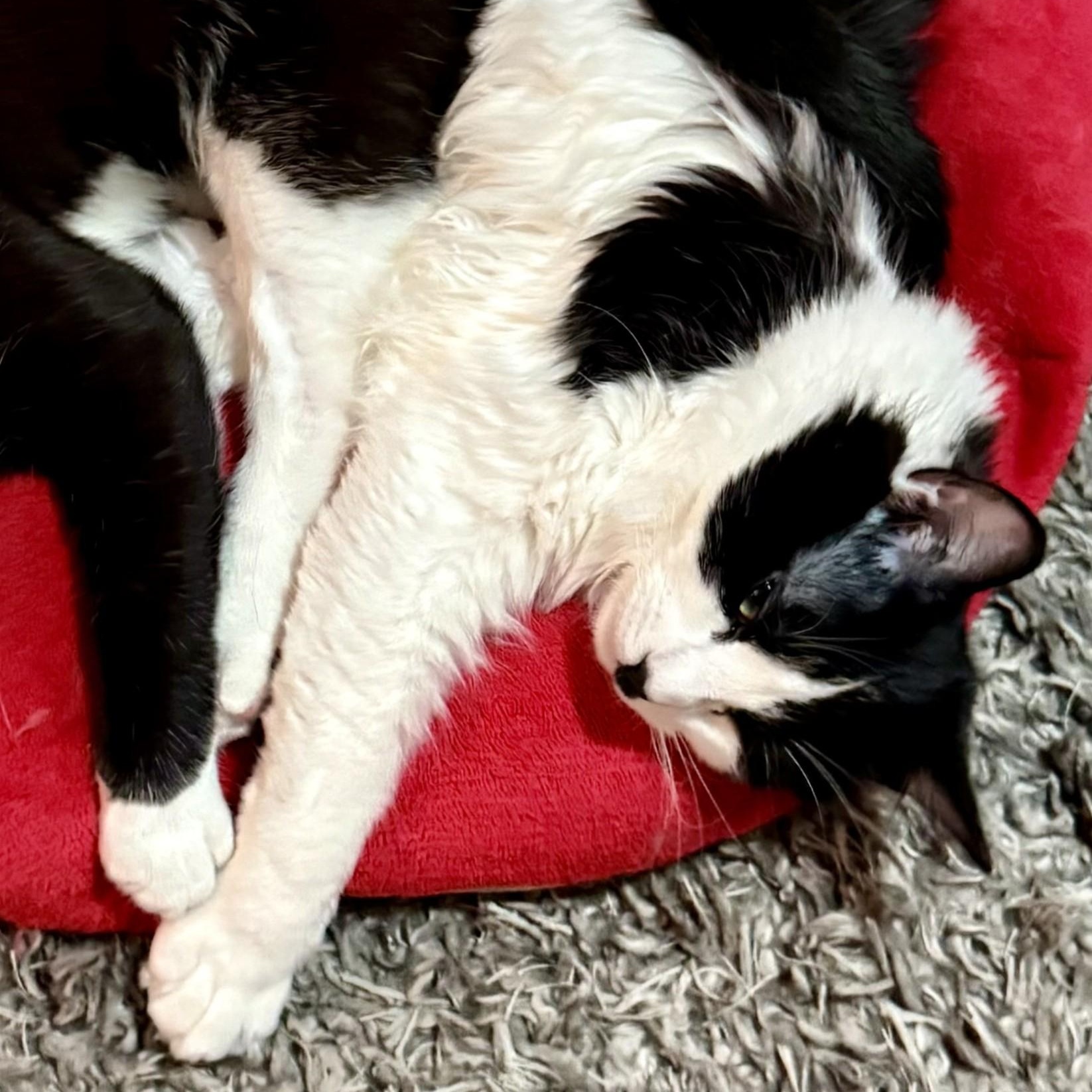 Enlarge Charli Chaplin, an adoptable Domestic Medium Hair in Redding, CA image 4/4