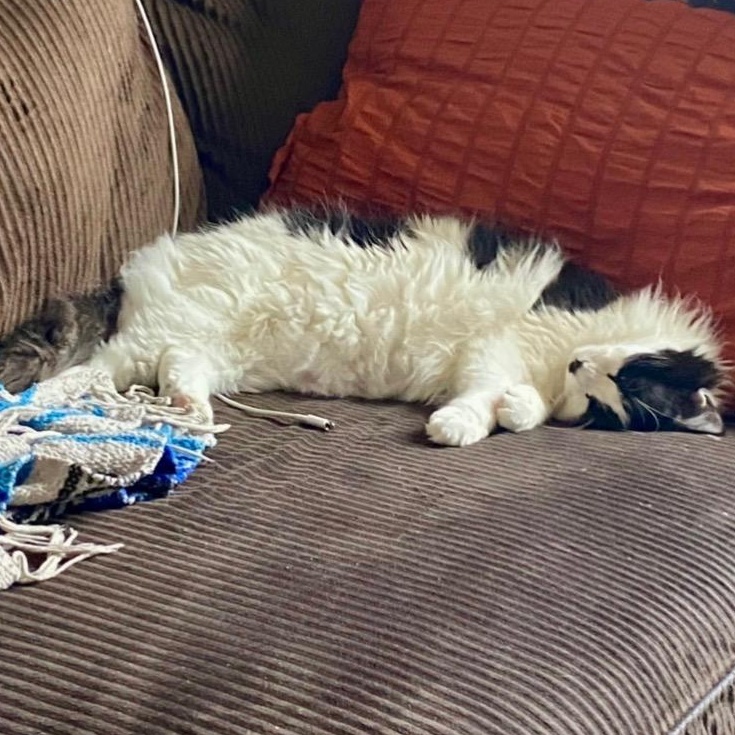 Enlarge Charli Chaplin, an adoptable Domestic Medium Hair in Redding, CA image 3/4