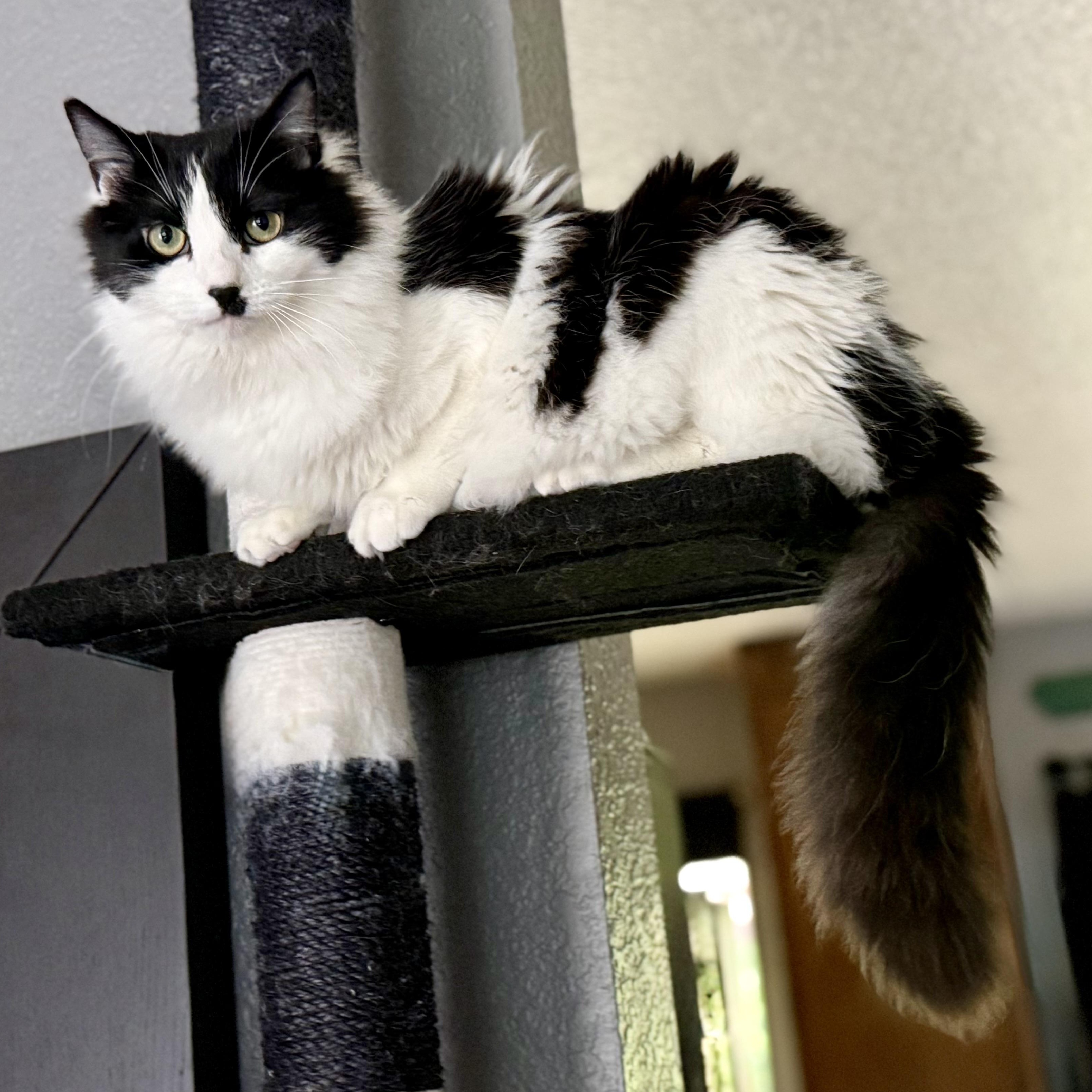Enlarge Charli Chaplin, an adoptable Domestic Medium Hair in Redding, CA image 2/4