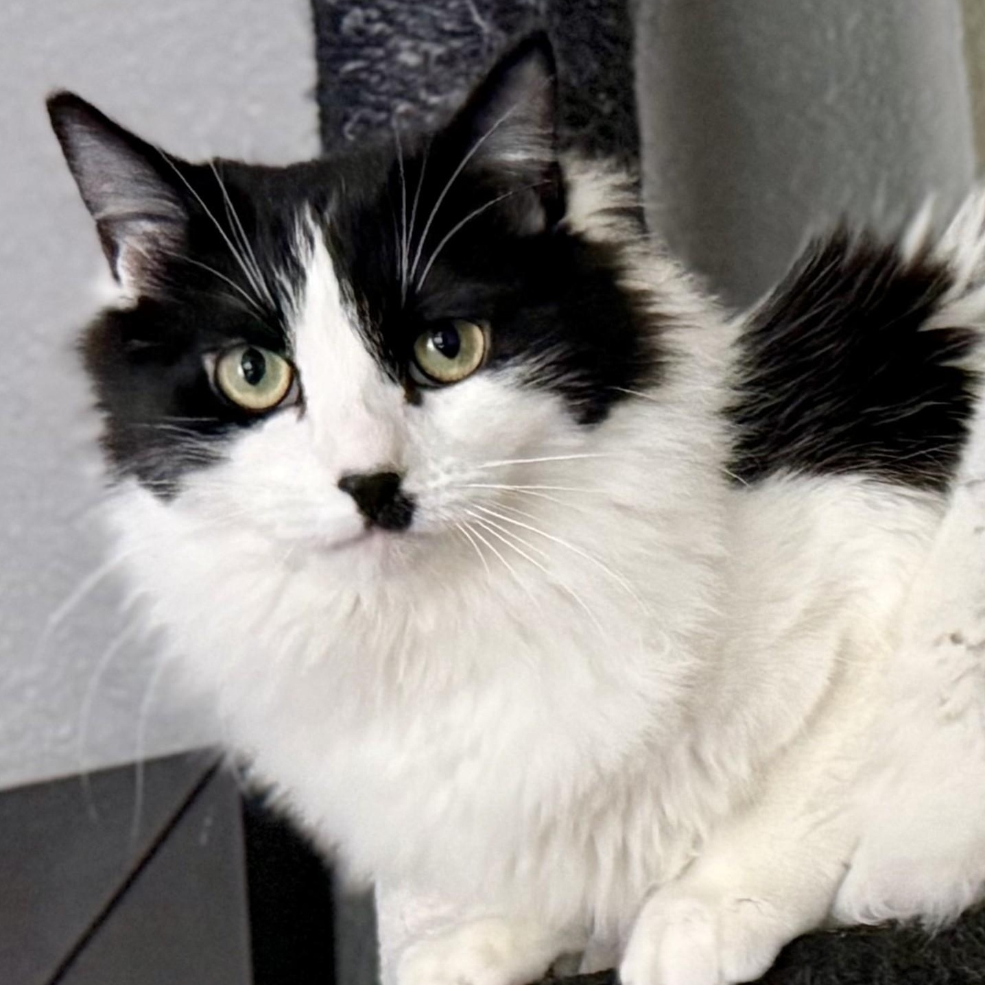 Charli Chaplin, adoptable, Young Female Domestic Medium Hair.