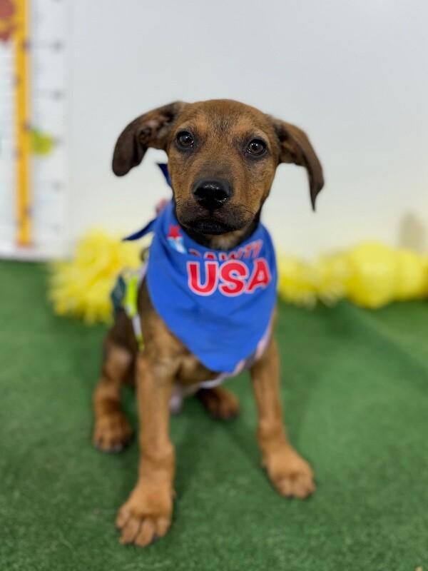 Danny-One of our Amazing Rescue Dogs, adopted, Puppy Male Rhodesian Ridgeback & Labrador Retriever.