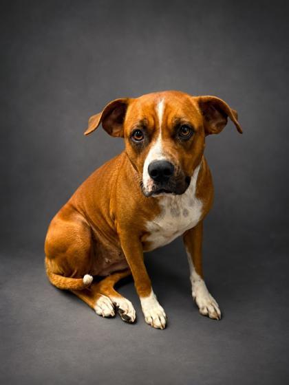 Enlarge Amari (BONDED W FIDO), a Adoptable mixed breed in Bowling Green, KY image 1/1