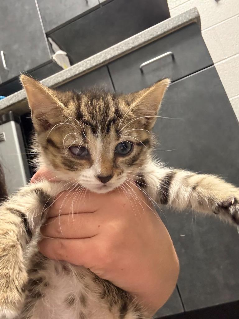 Moon, Adoptable, Kitten Female Domestic Short Hair.