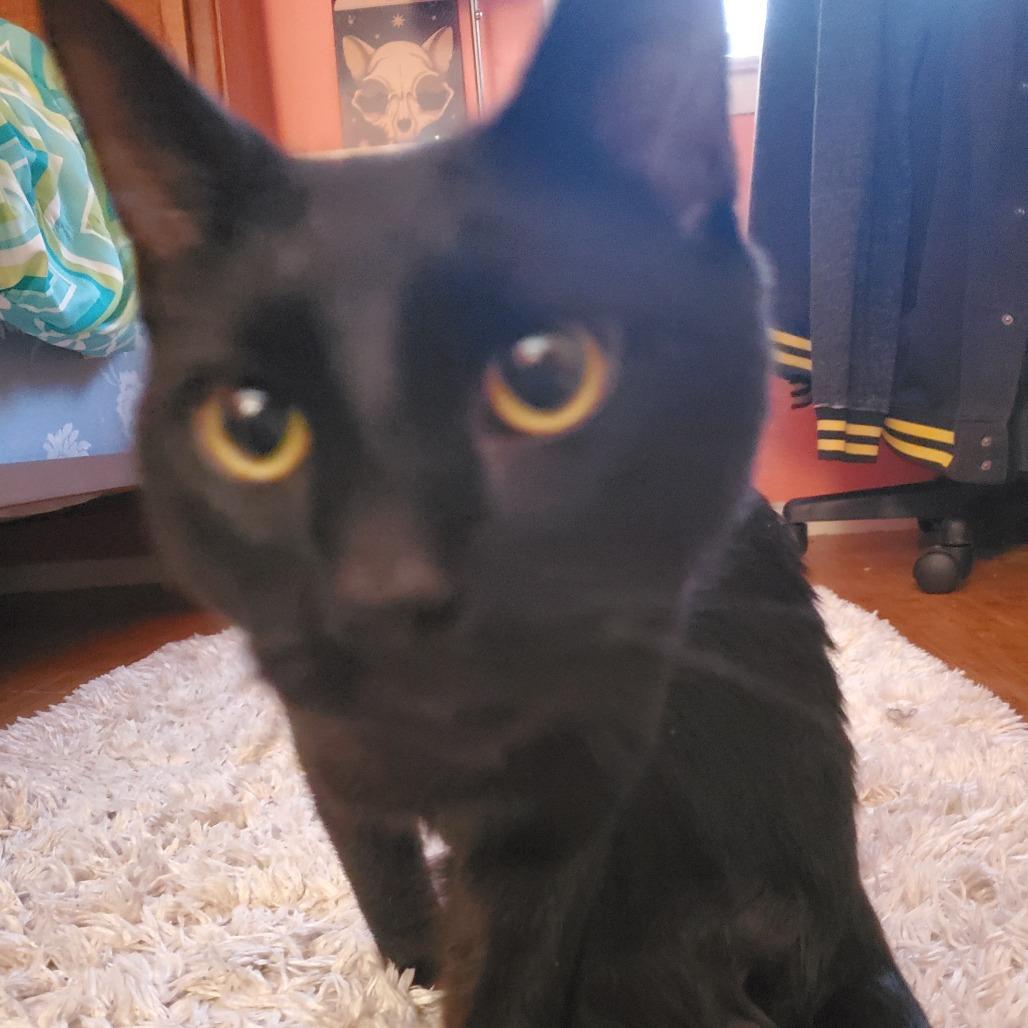 Tuggy, a Adoptable Domestic Short Hair in Baltimore, MD image 1/4