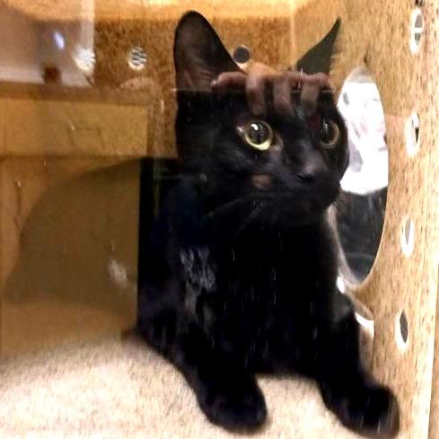 Tuggy, a Adoptable Domestic Short Hair in Baltimore, MD image 2/4