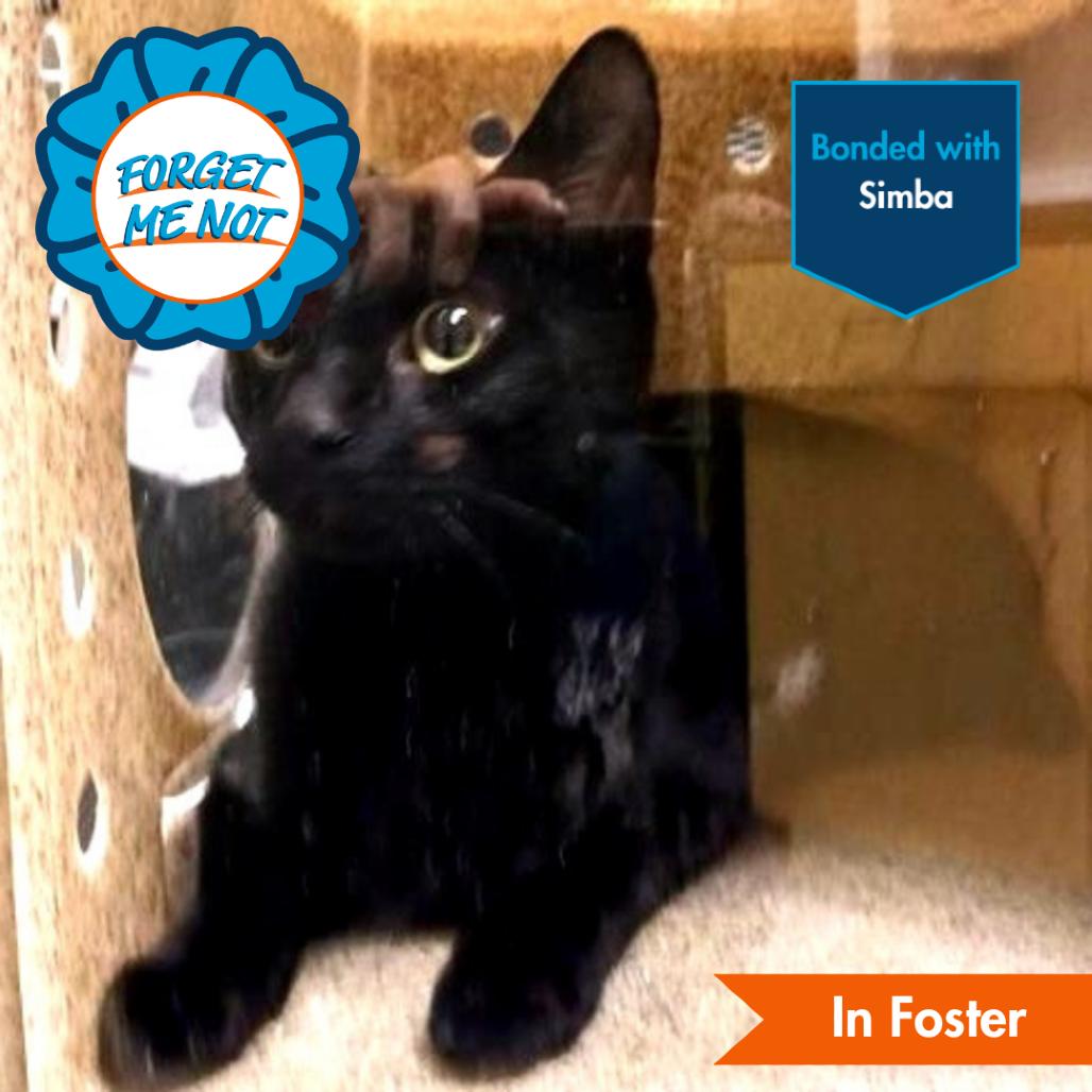 Tuggy, a Adoptable Domestic Short Hair in Baltimore, MD image 3/4