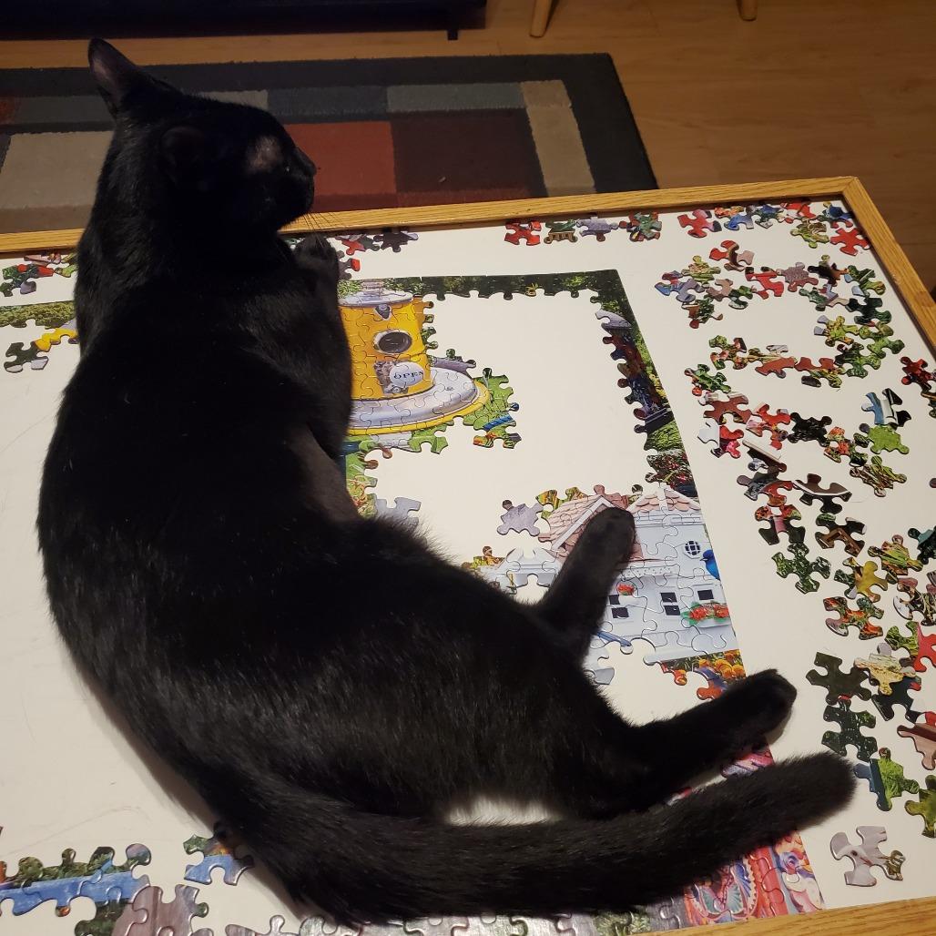 Tuggy, a Adoptable Domestic Short Hair in Baltimore, MD image 4/4