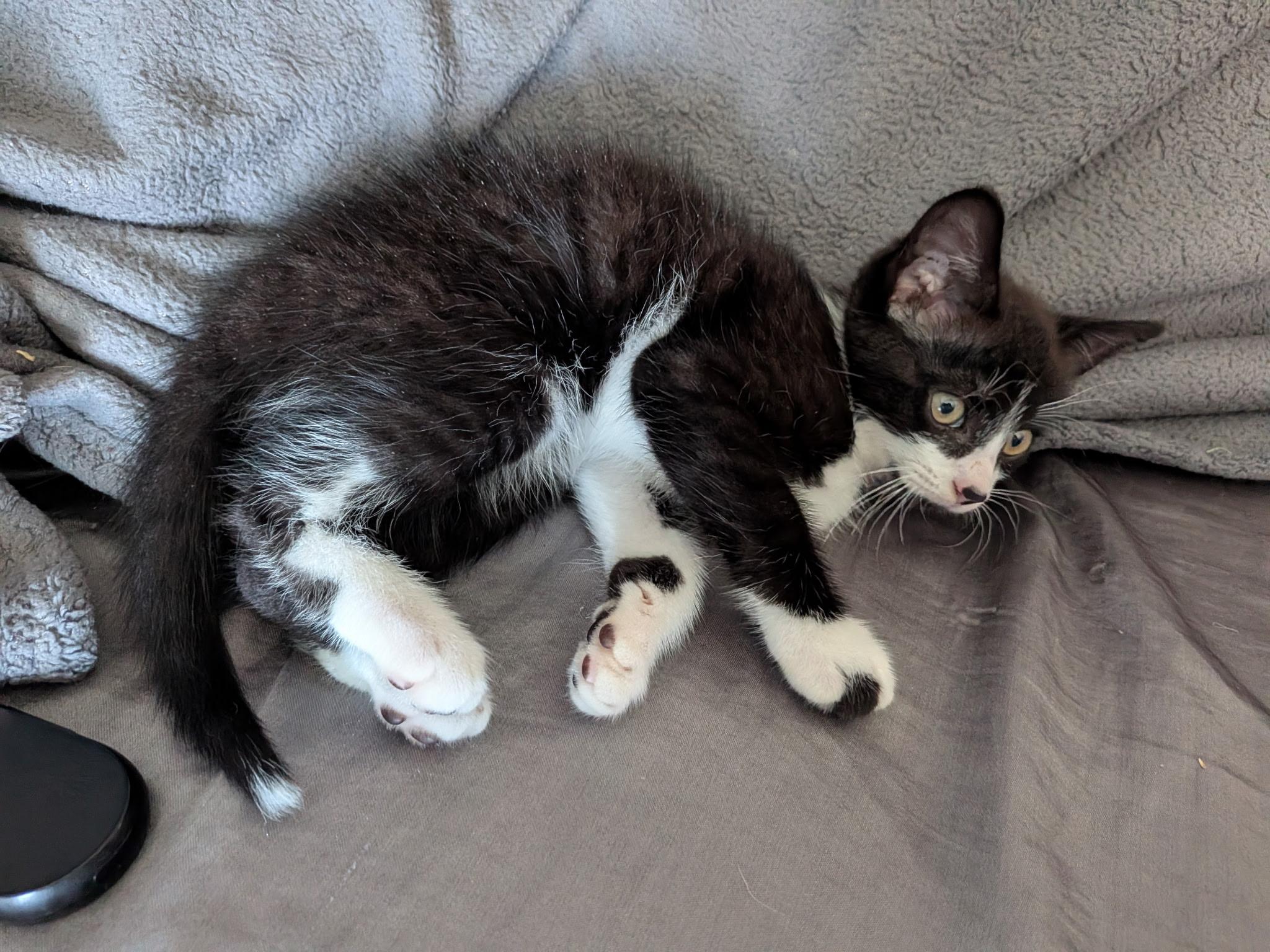 Enlarge Remi, a Adoptable Domestic Medium Hair in Avon, NY image 2/2
