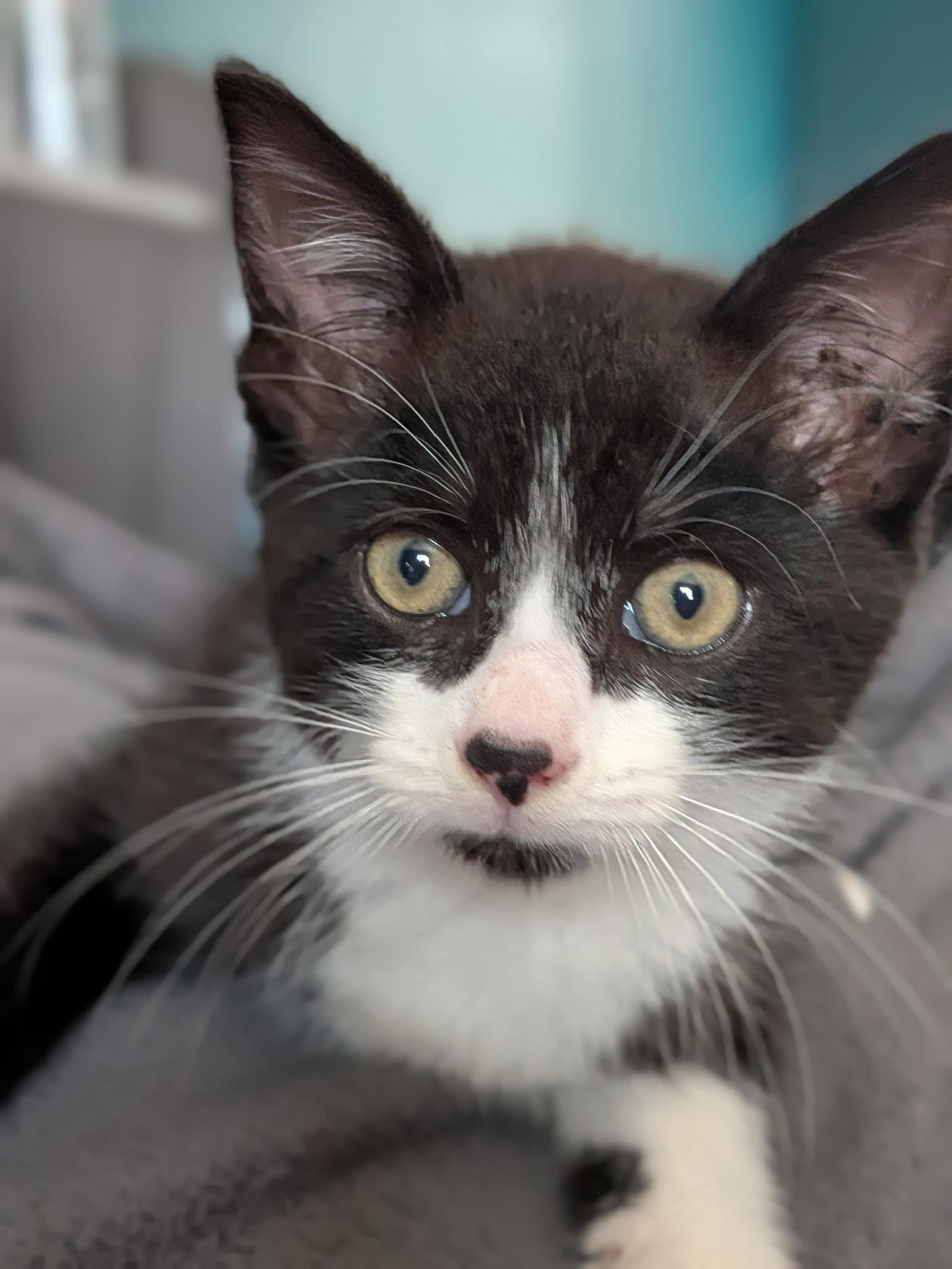 Enlarge Remi, a Adoptable Domestic Medium Hair in Avon, NY image 1/2