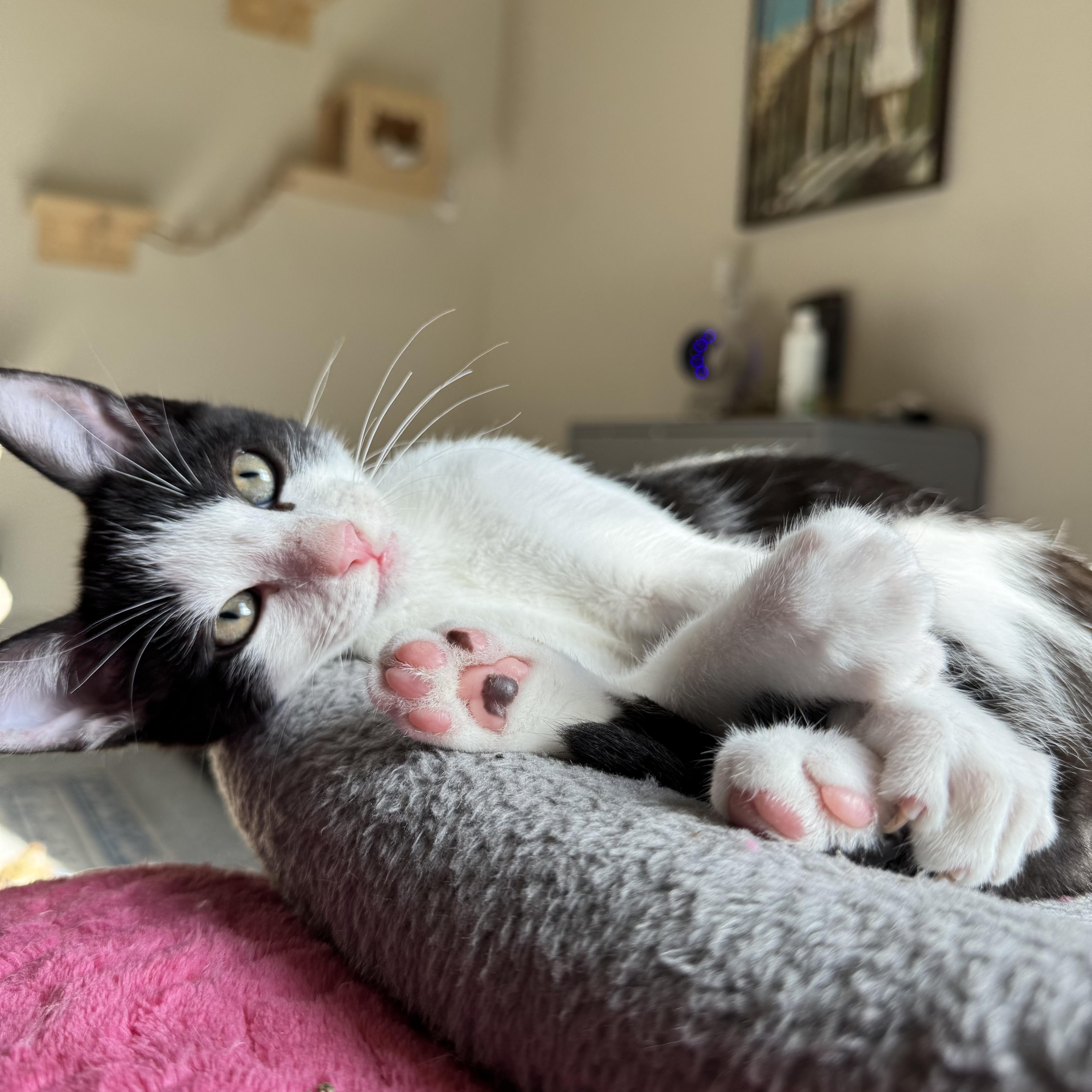 Archer, Adoptable, Young Male American Shorthair.