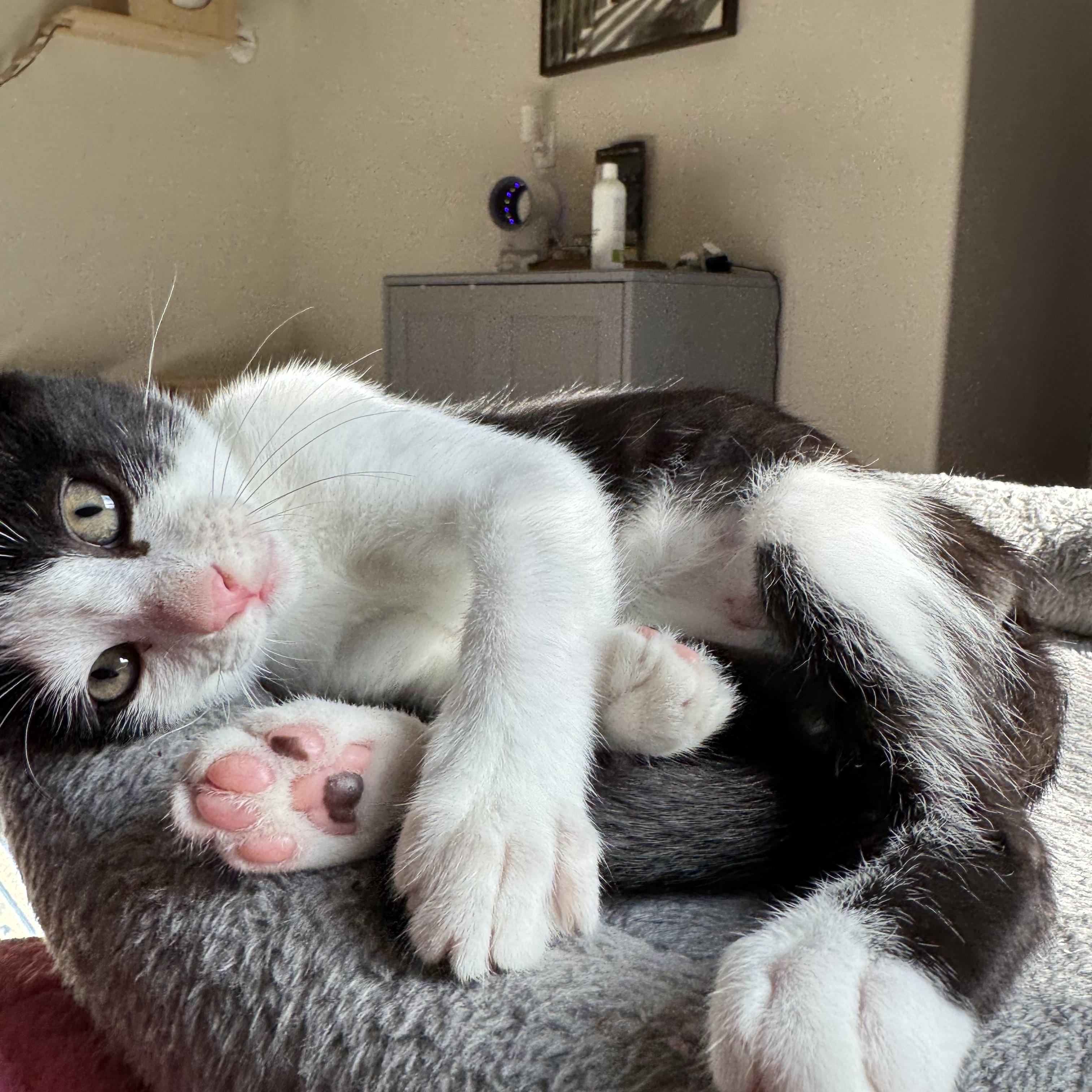 Archer, a Adoptable American Shorthair in Austin, TX image 2/5