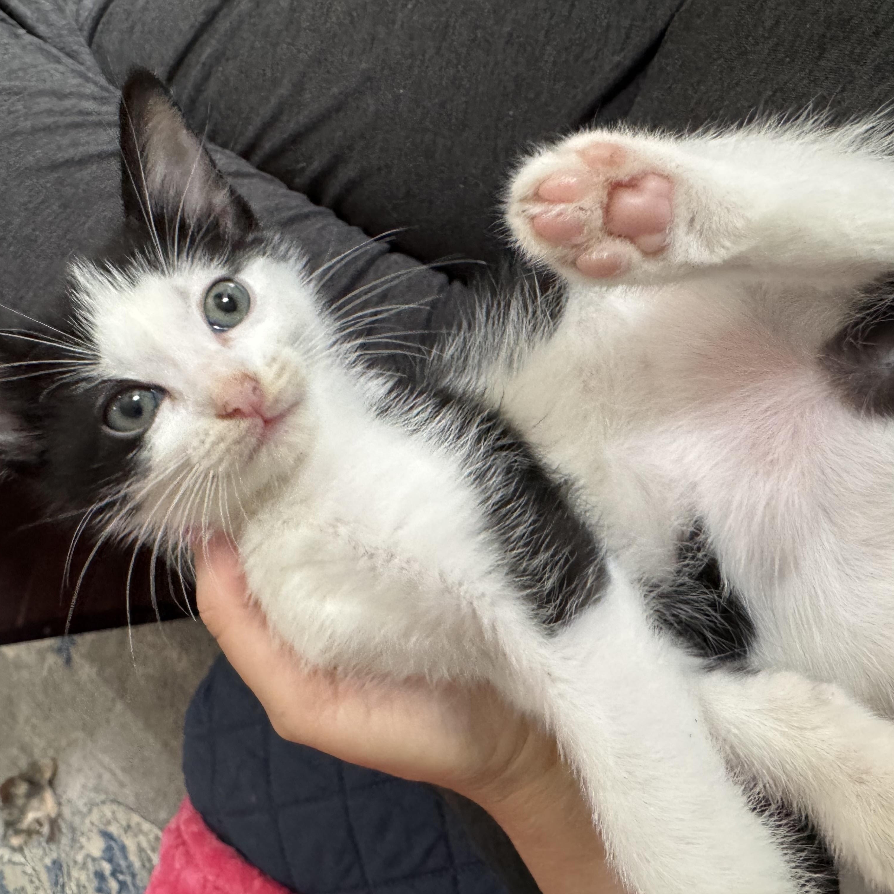 Archer, a Adoptable American Shorthair in Austin, TX image 3/5