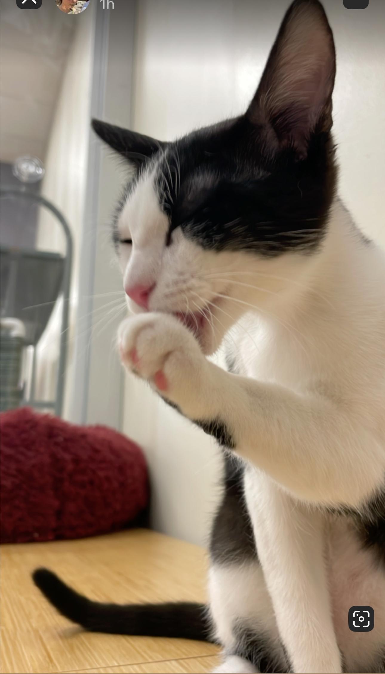 Archer, a Adoptable American Shorthair in Austin, TX image 4/5