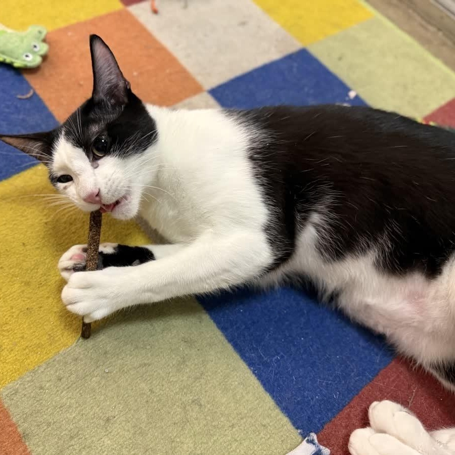 Archer, Adoptable, Young Male American Shorthair.