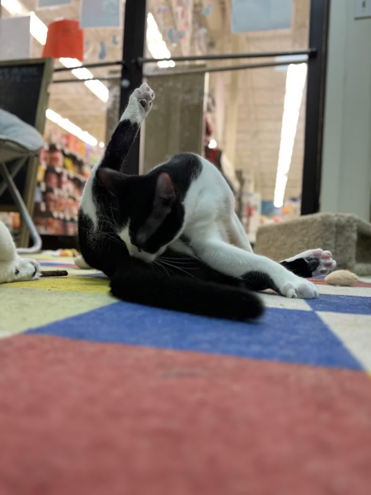 Archer, a Adoptable American Shorthair in Sunset Valley, TX image 6/6