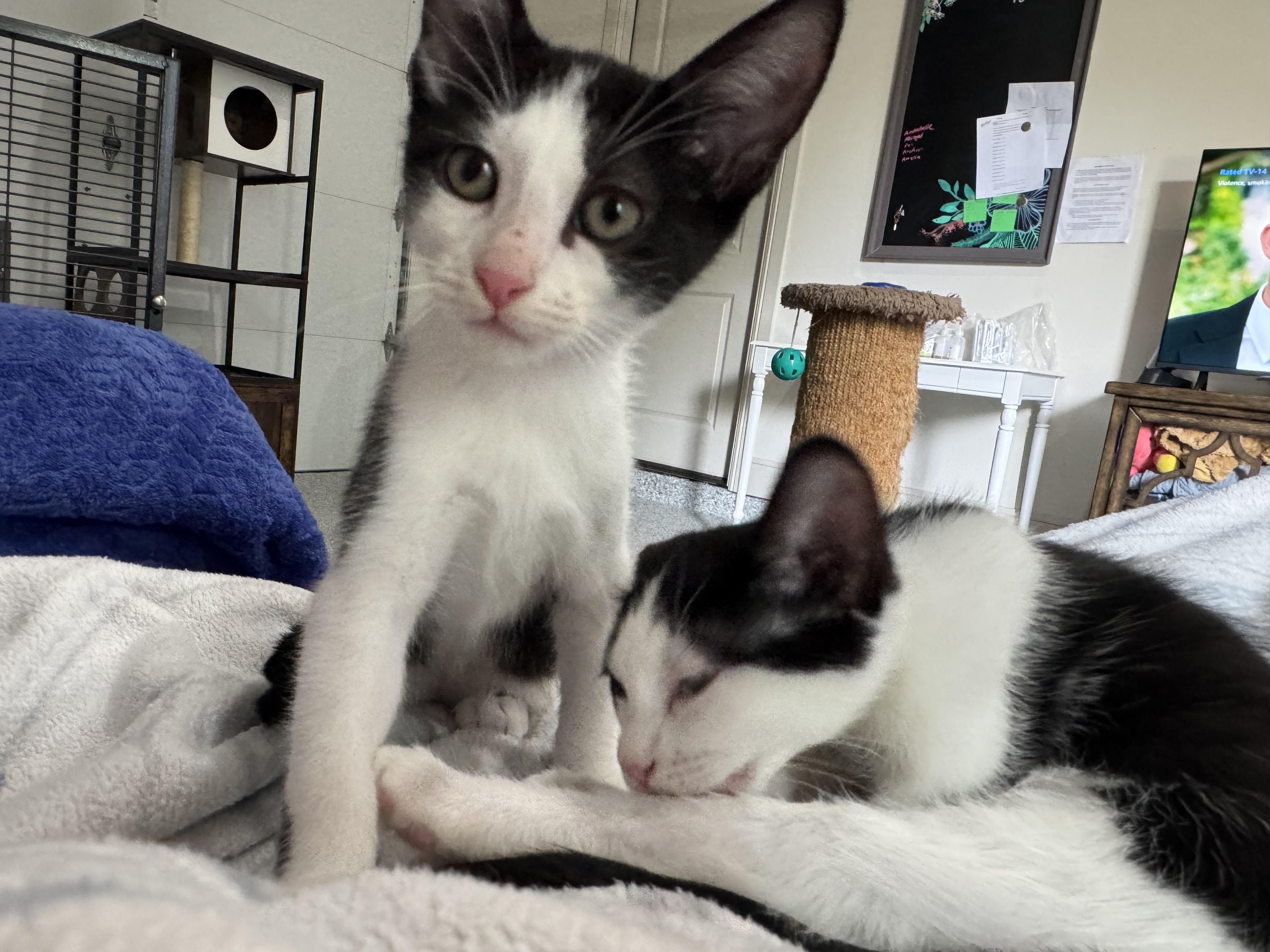 Archer, a Adoptable American Shorthair in Austin, TX image 5/5