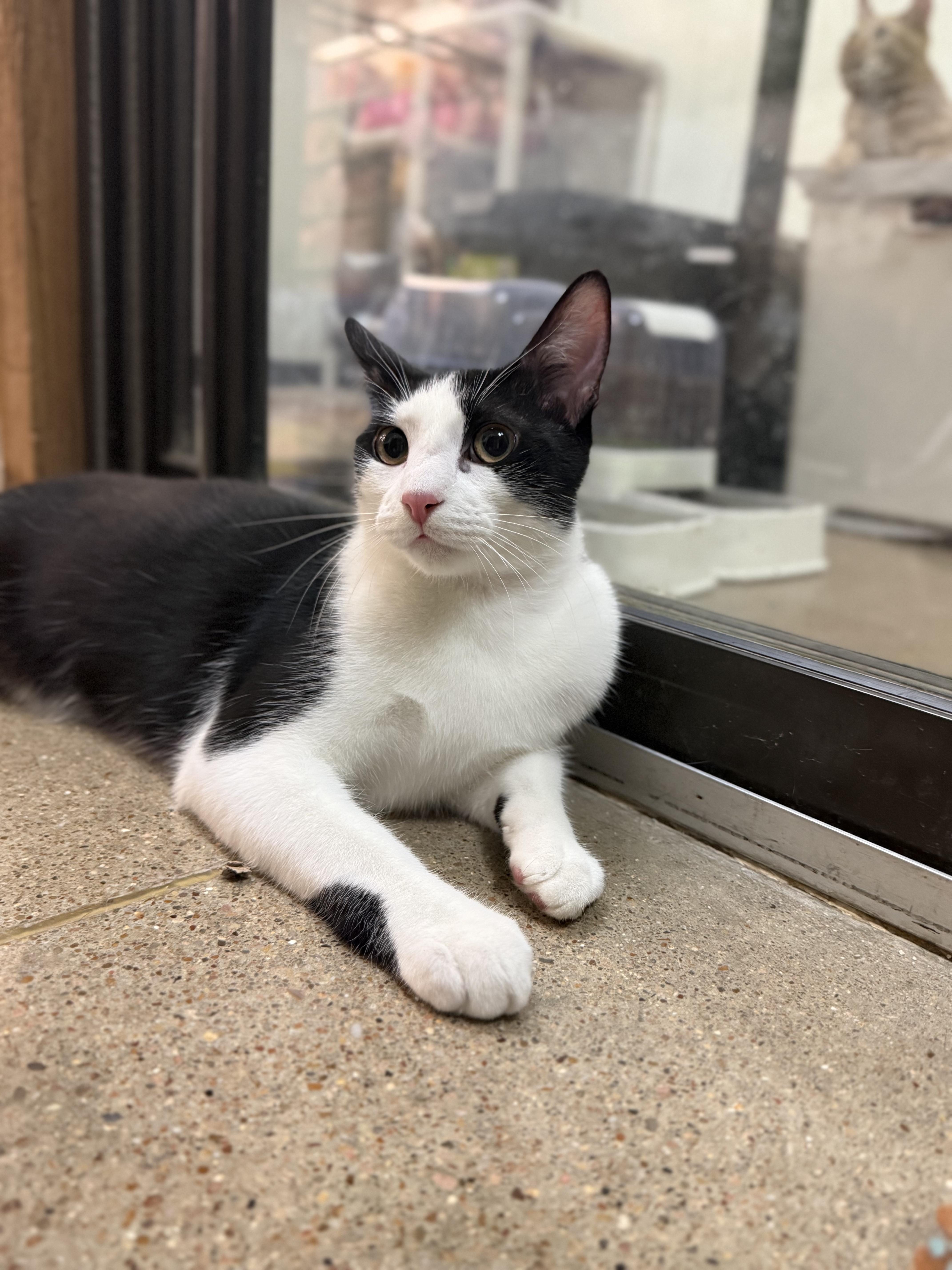 Archer, a Adoptable American Shorthair in Sunset Valley, TX image 1/6