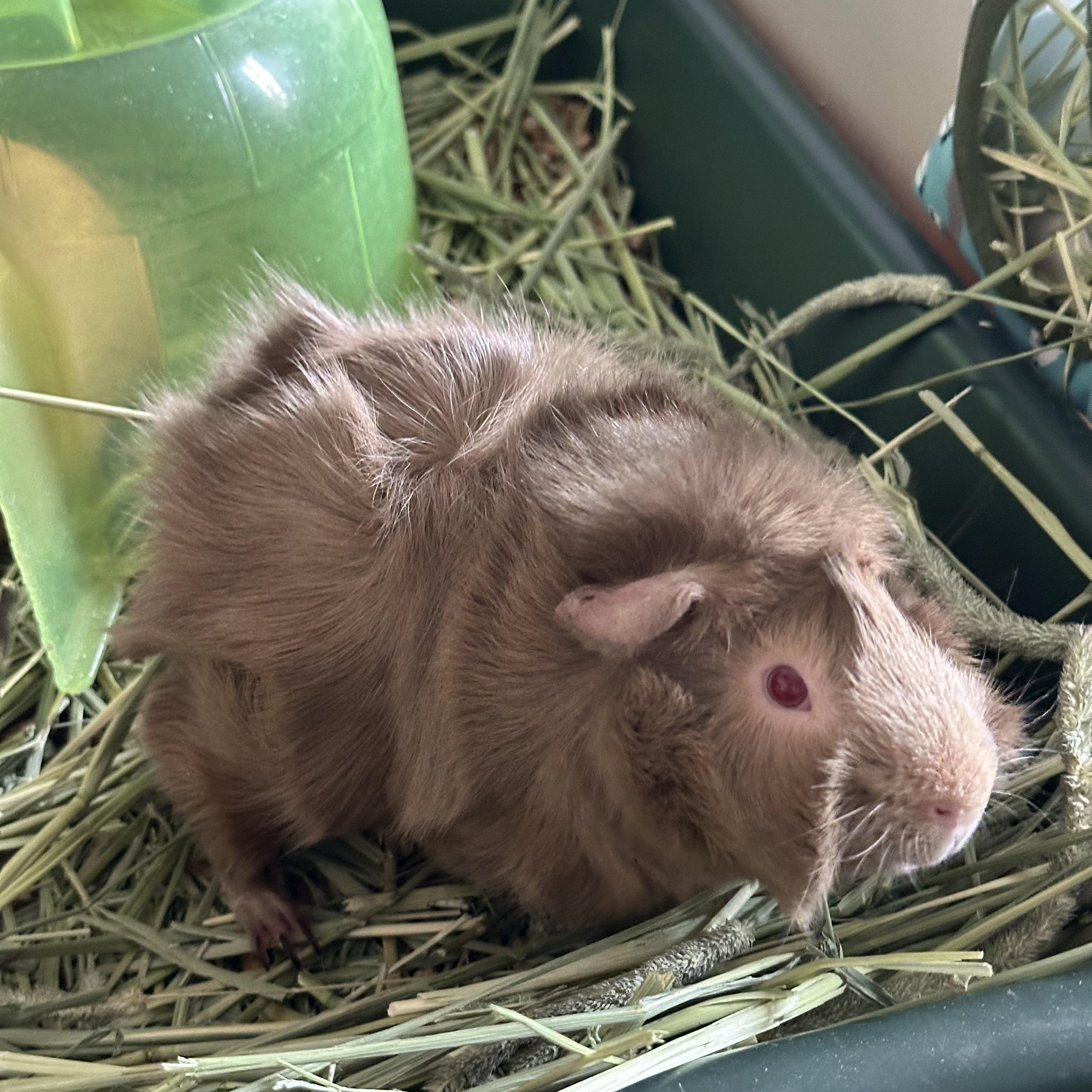 Chewy and Pepito, Adult Male Abyssinian