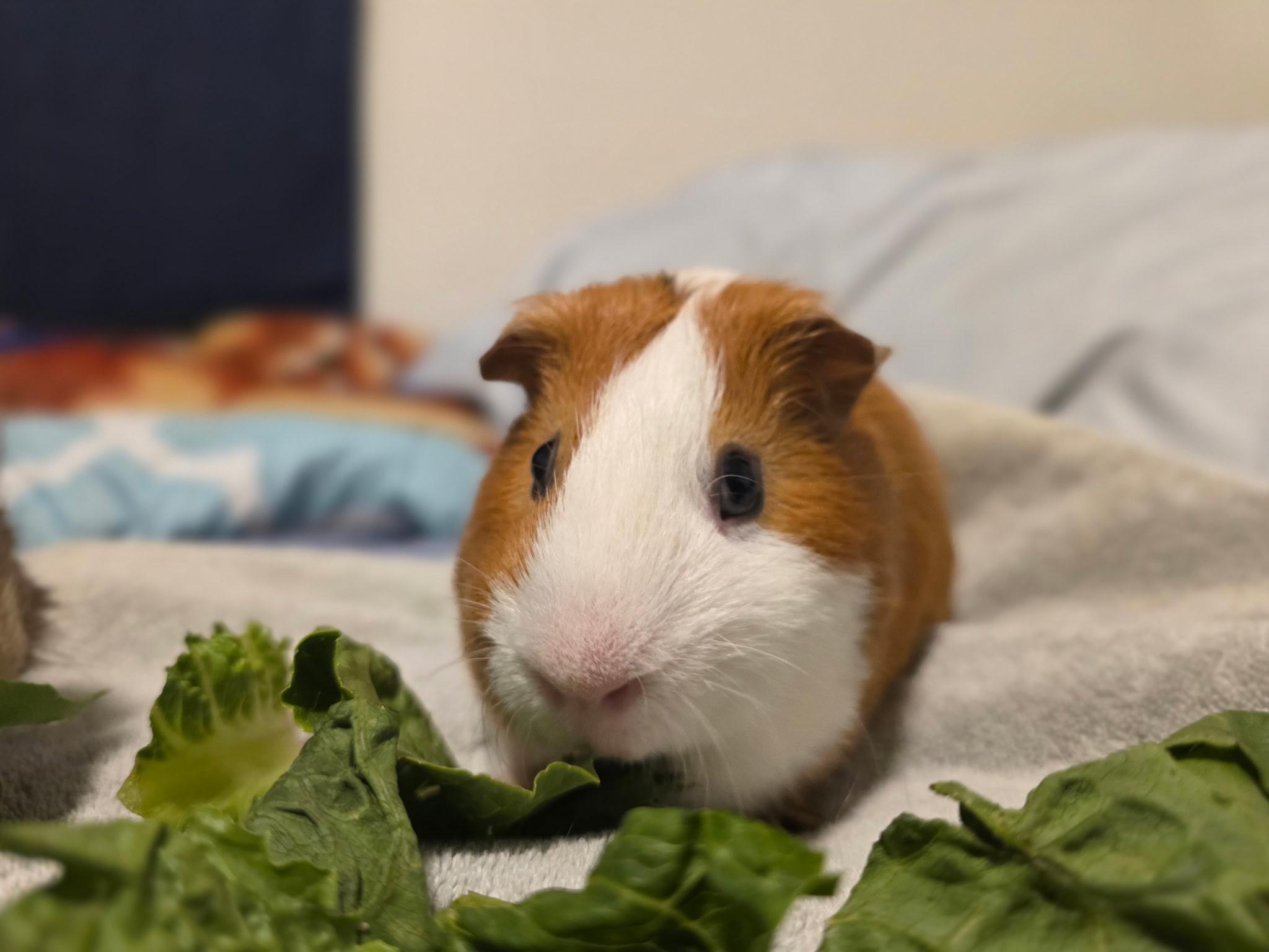 Enlarge Pepito and Jackson, a Adoptable Abyssinian in Irvine, CA image 4/5