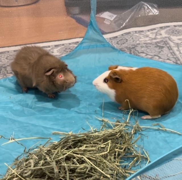 Chewy and Pepito photo 4