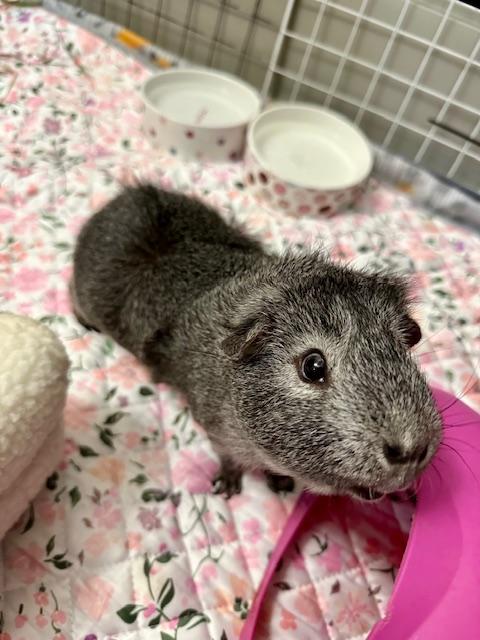 Enlarge Pepito and Jackson, a Adoptable Abyssinian in Irvine, CA image 5/5