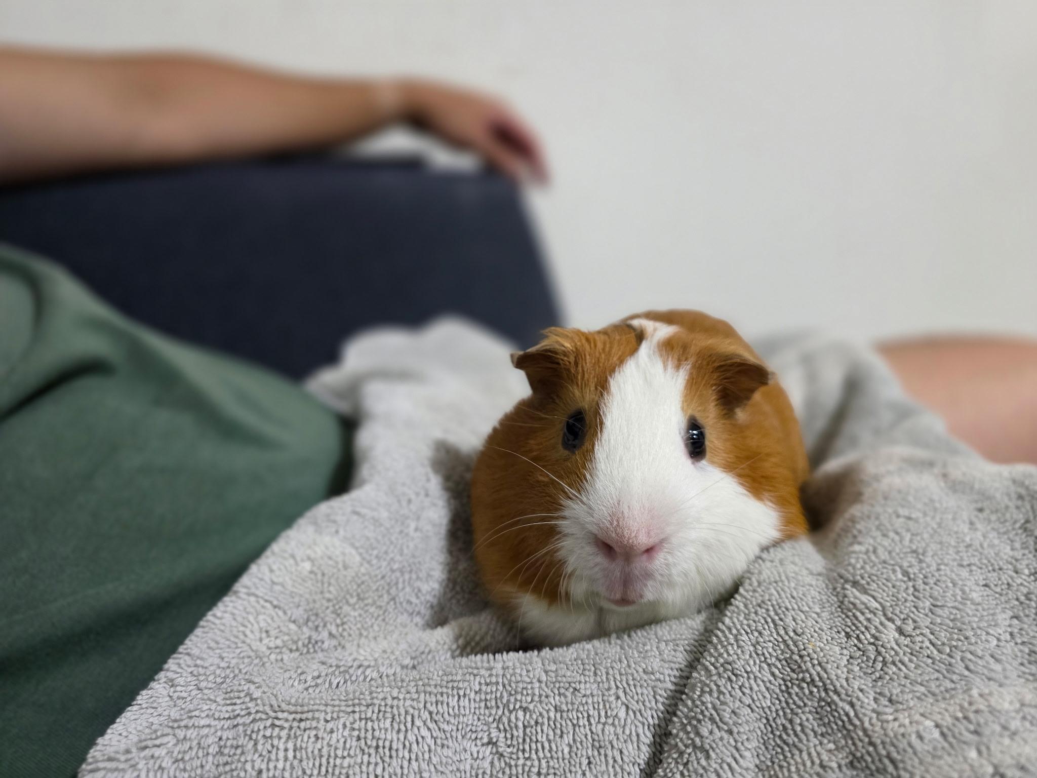 Enlarge Pepito and Jackson, a Adoptable Abyssinian in Irvine, CA image 3/5