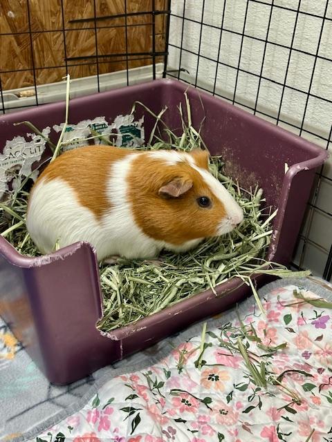 Pepito and Jackson, Adoptable, Senior Male Abyssinian.