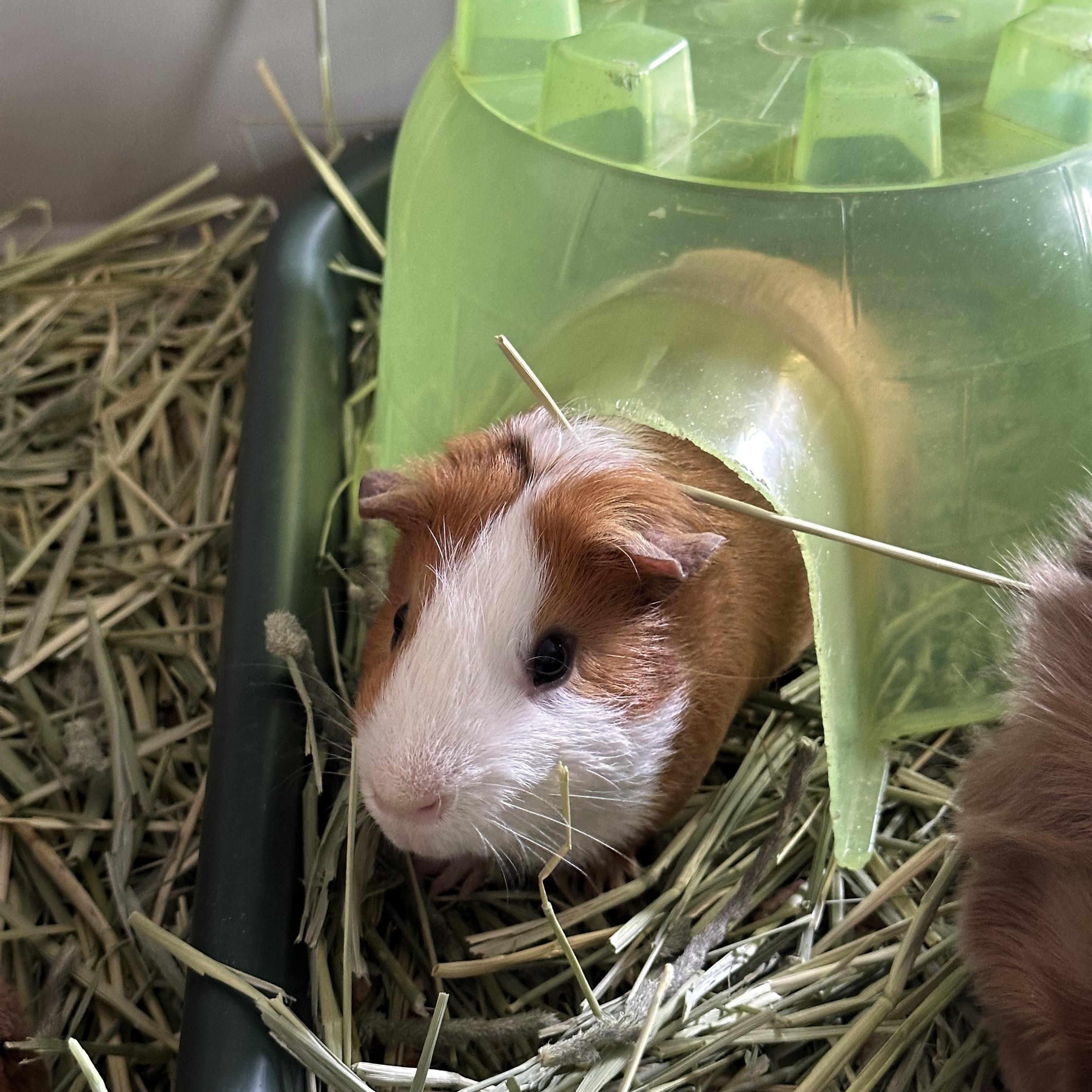 Chewy and Pepito photo 2