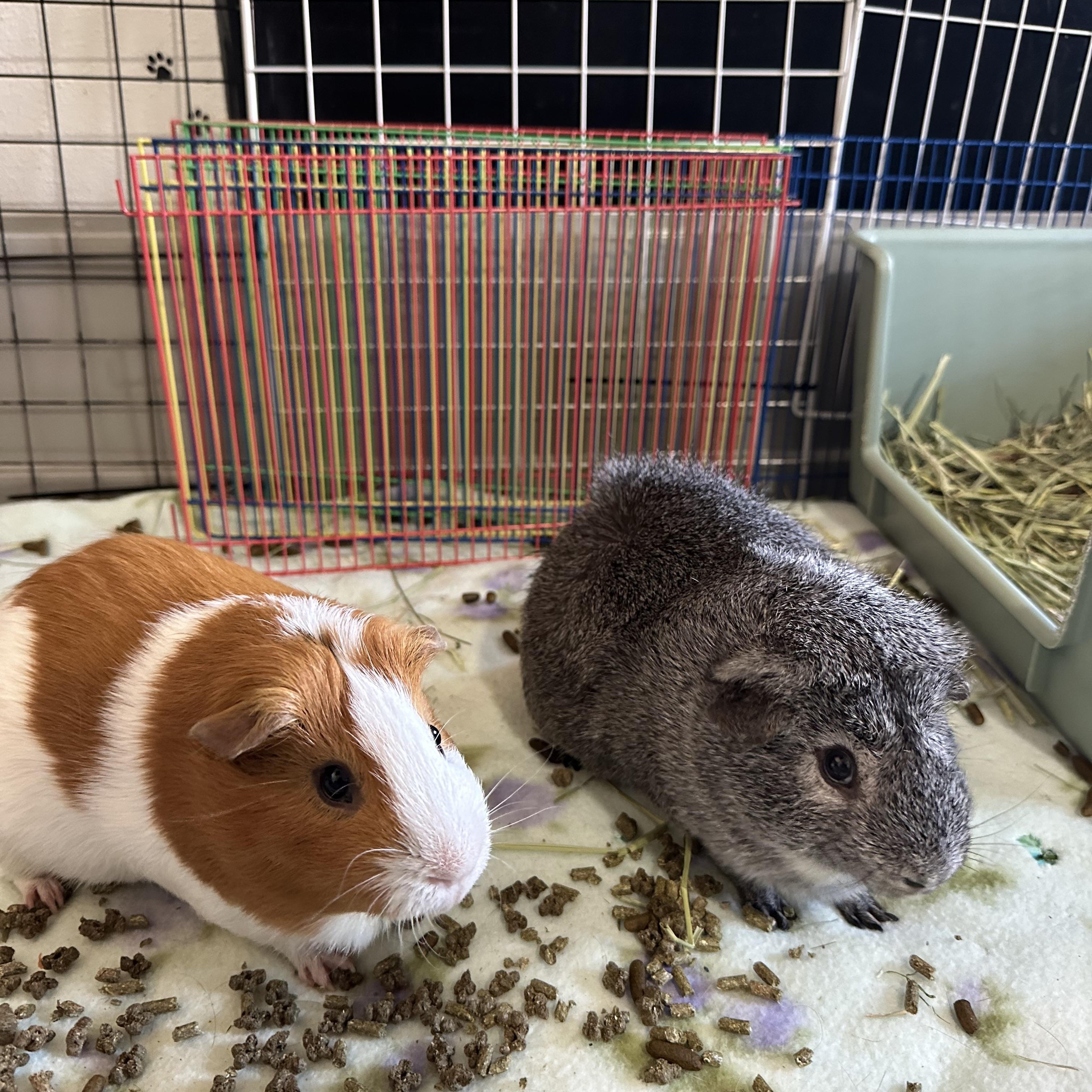 Enlarge Pepito and Jackson, a Adoptable Abyssinian in Irvine, CA image 2/5