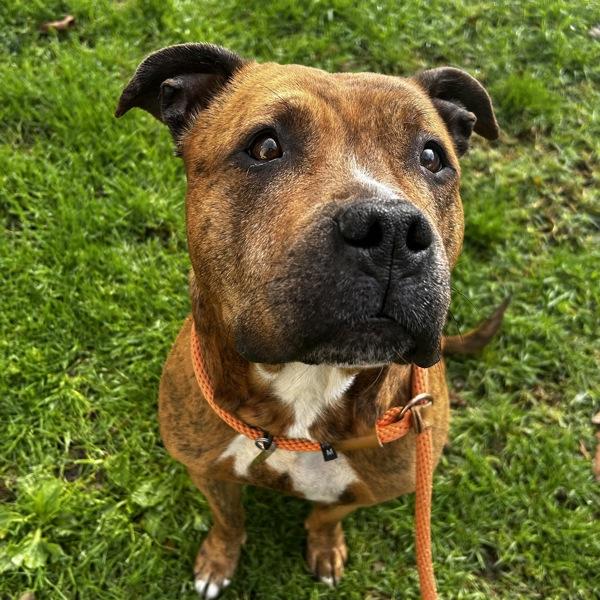 Tigress, Adoptable, Adult Female Pit Bull Terrier.