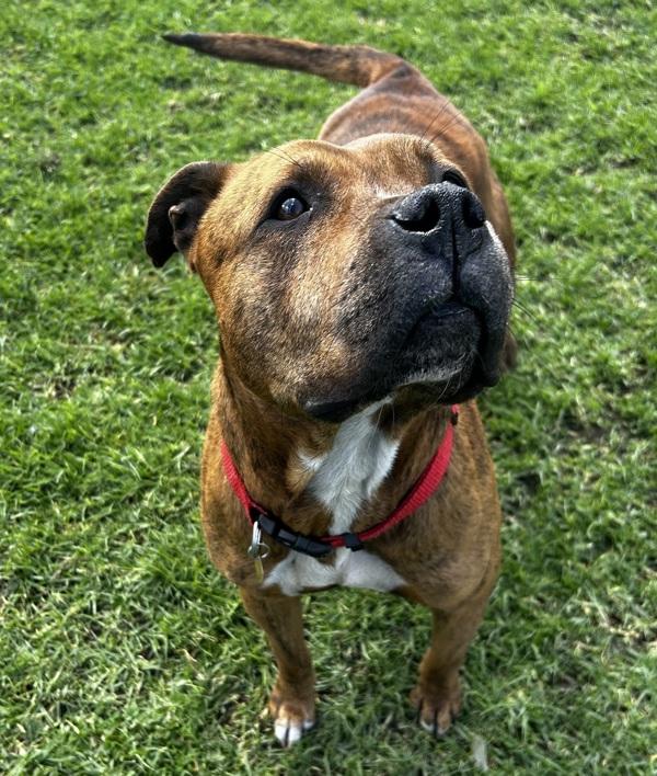 Enlarge Tigress, a Adoptable mixed breed in Oakland, CA image 2/2