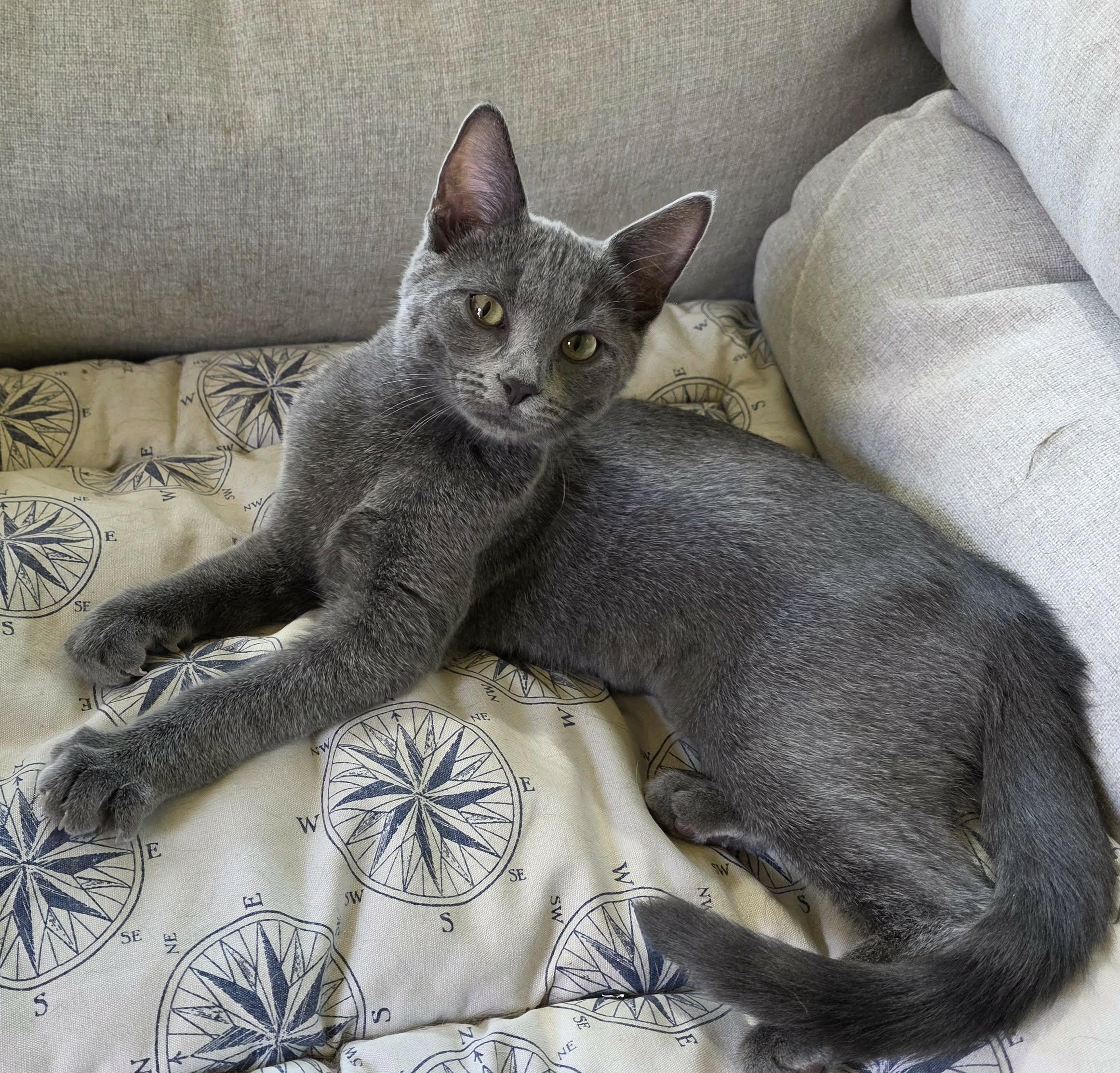 Enlarge Abby & Lily, a ADOPTABLE American Shorthair in Eagle Bridge, NY image 4/6