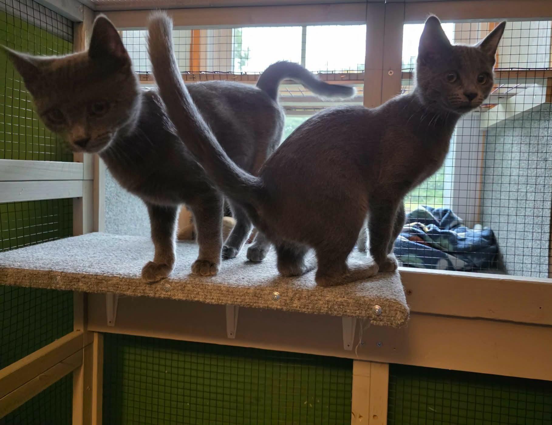 Enlarge Abby & Lily, a ADOPTABLE American Shorthair in Eagle Bridge, NY image 5/6