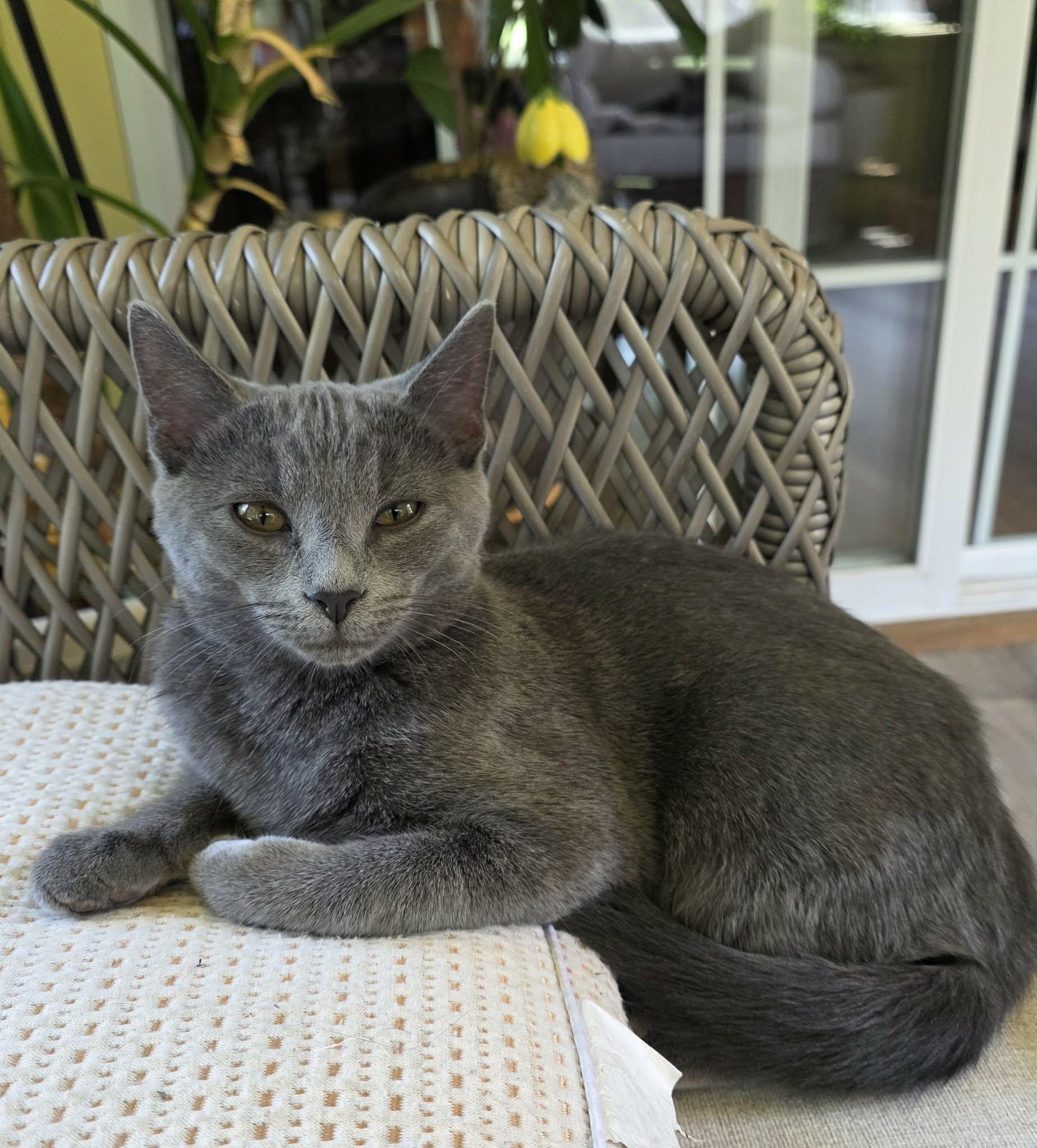 Enlarge Abby & Lily, a ADOPTABLE American Shorthair in Eagle Bridge, NY image 6/6