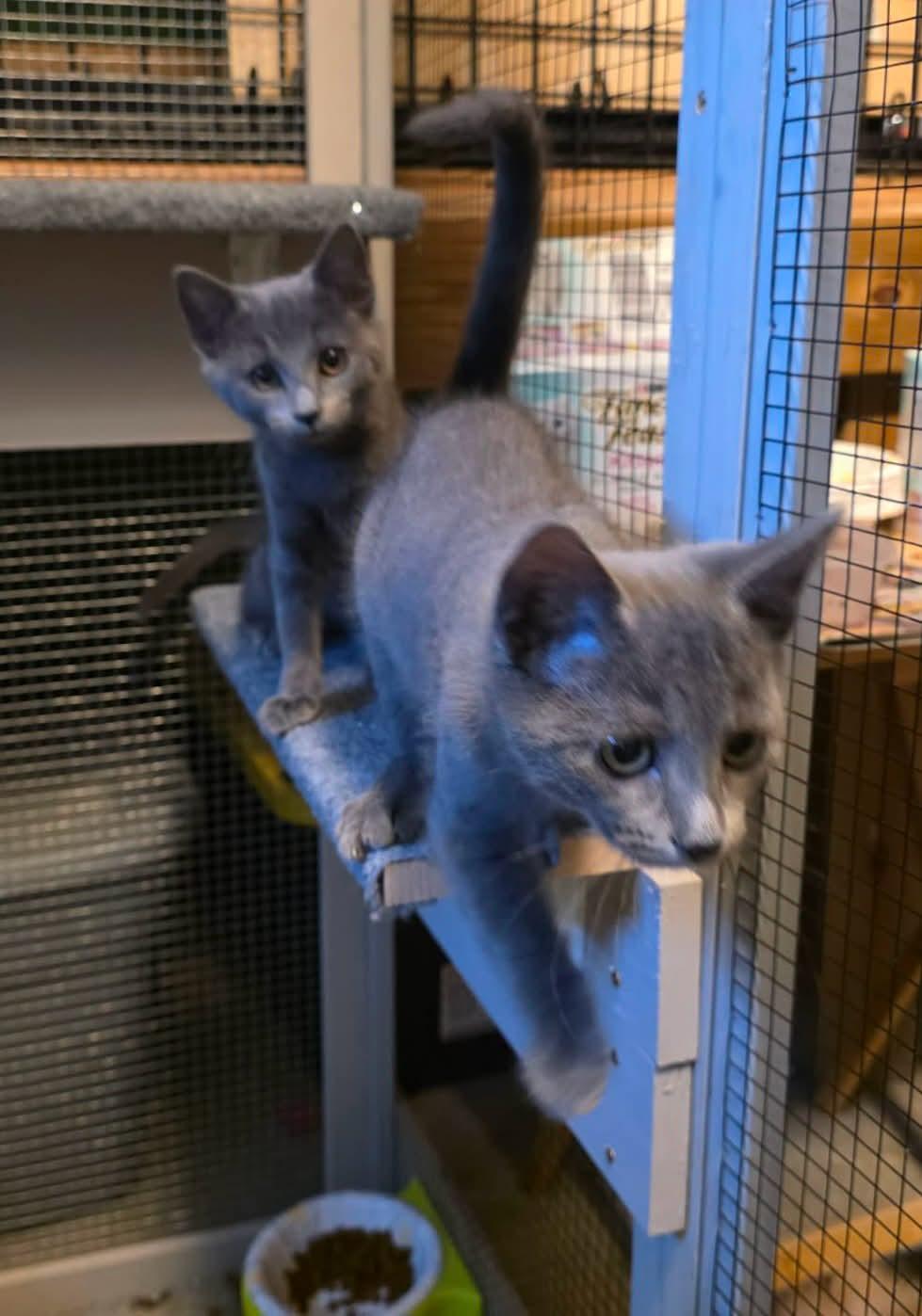 Enlarge Abby & Lily, a ADOPTABLE American Shorthair in Eagle Bridge, NY image 2/6