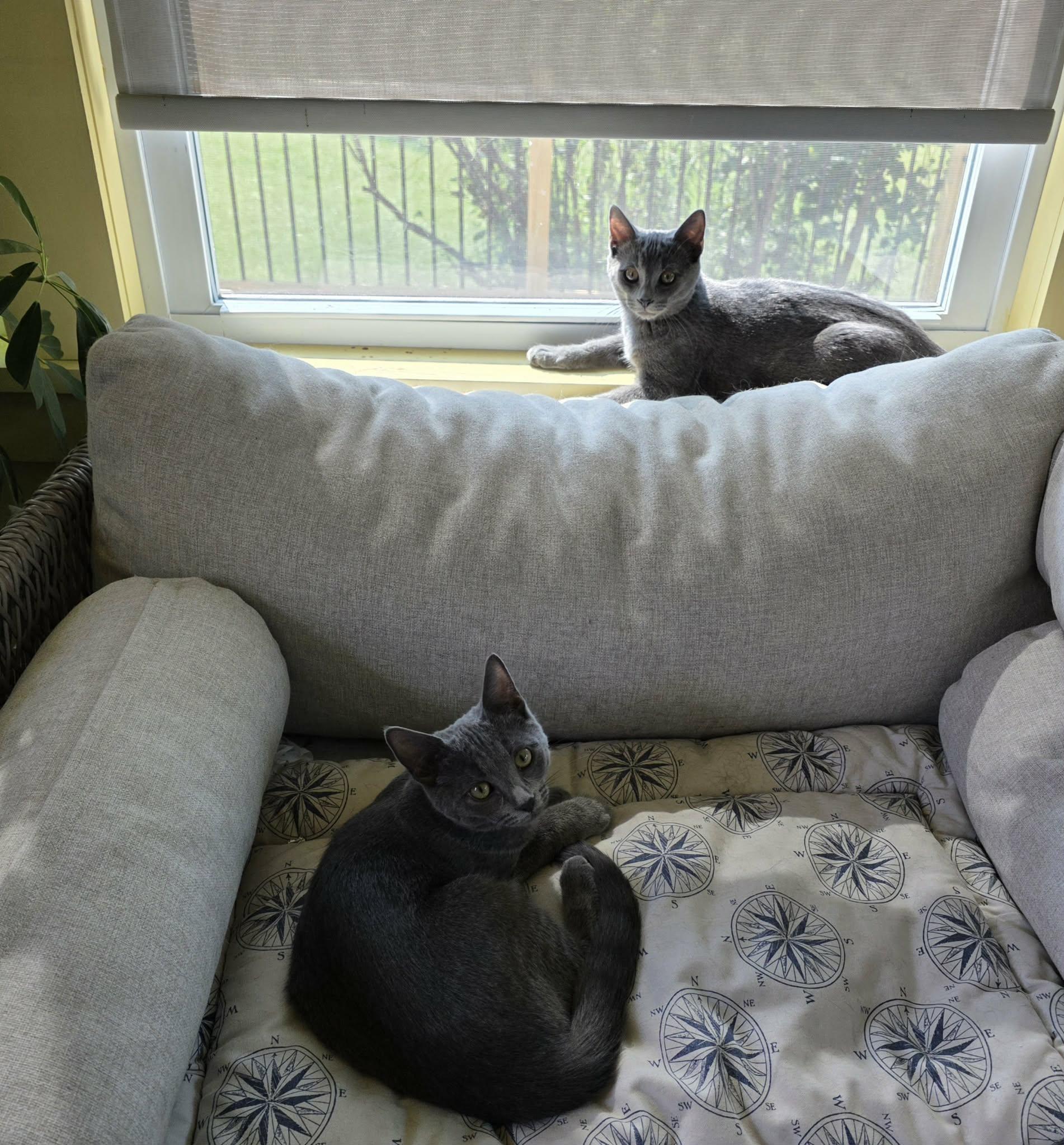 Enlarge Abby & Lily, a ADOPTABLE American Shorthair in Eagle Bridge, NY image 3/6