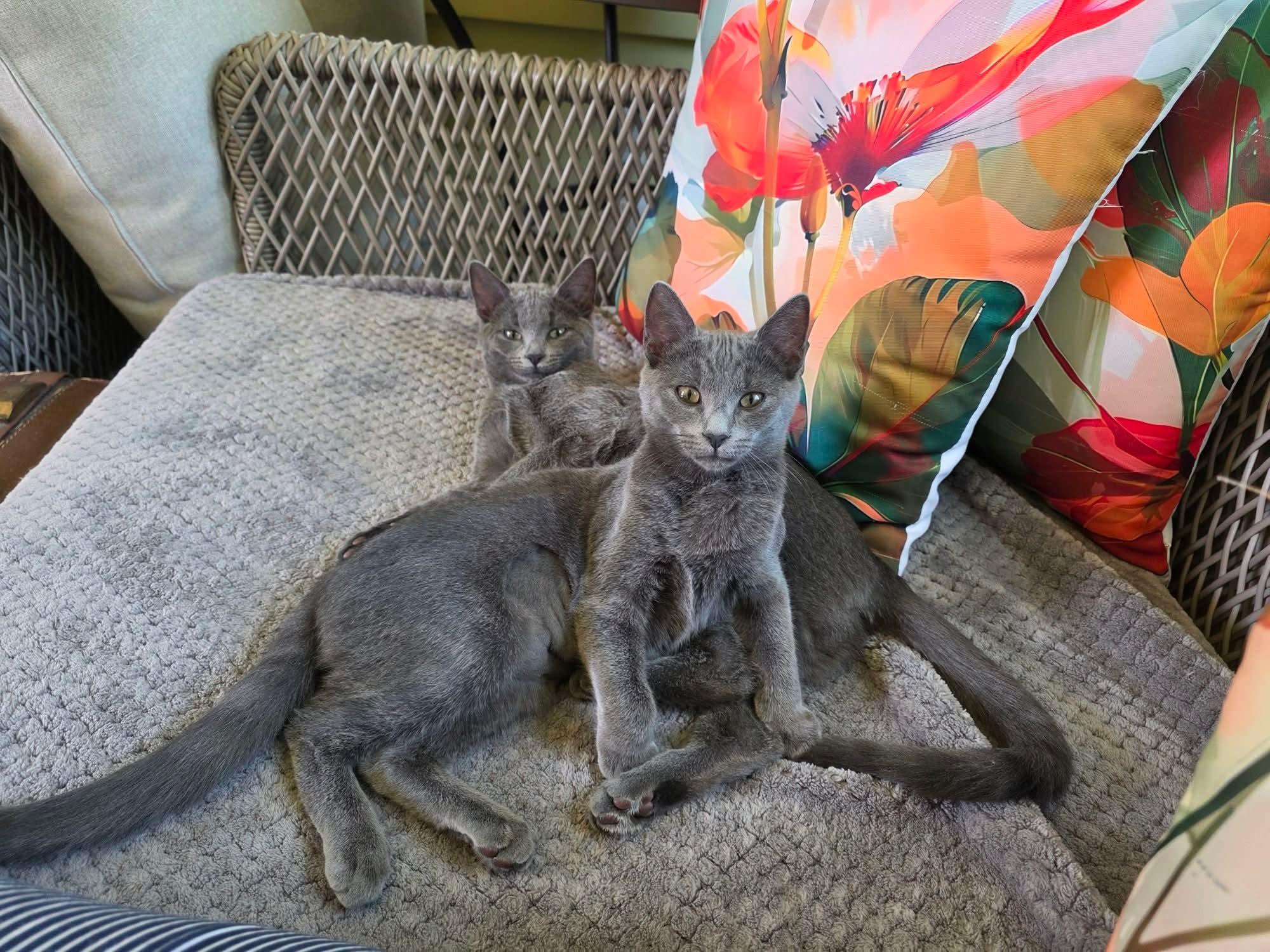 Abby & Lily, ADOPTABLE, Young Female American Shorthair.