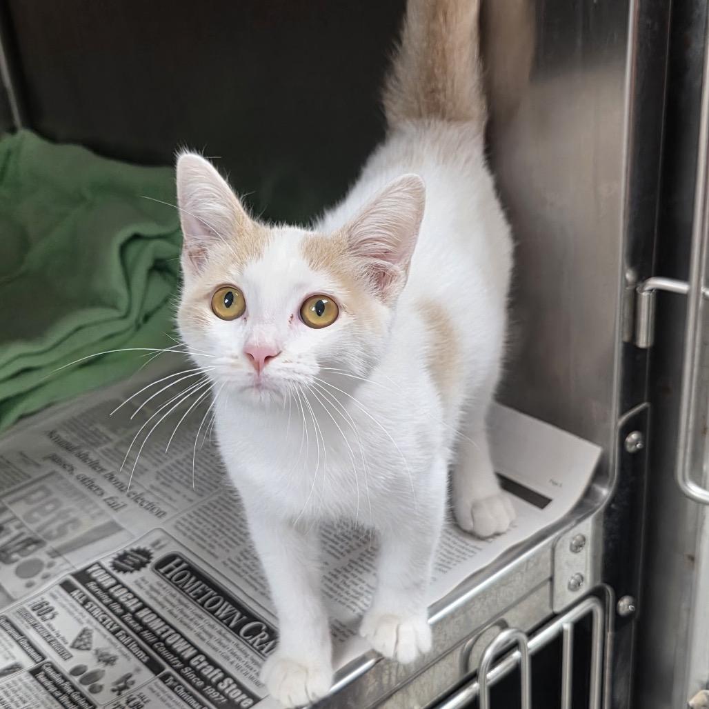KCAC #626.26, Adoptable, Kitten Male Domestic Short Hair.