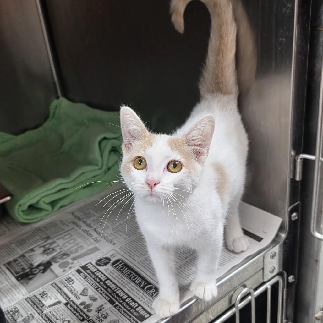 KCAC #626.26, a Adoptable Domestic Short Hair in Kerrville, TX image 2/3