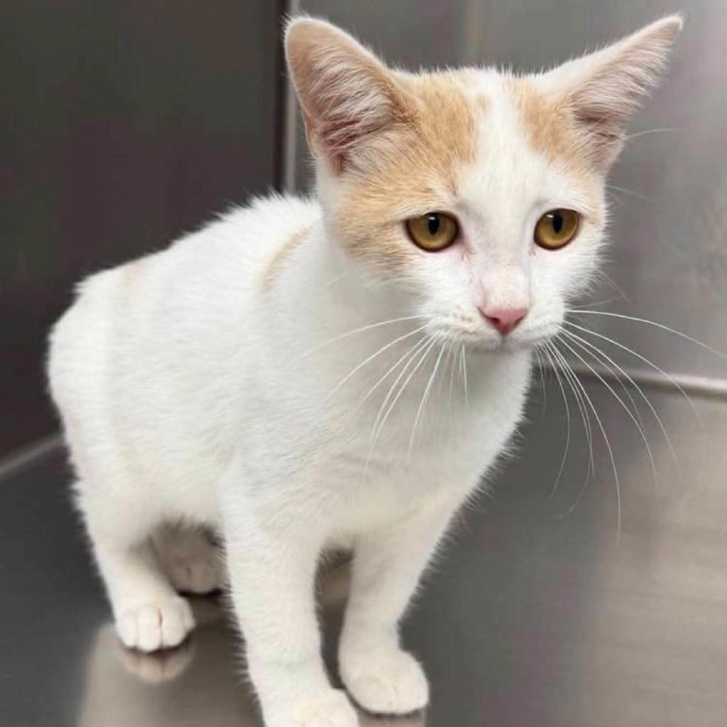 KCAC #626.26, a Adoptable Domestic Short Hair in Kerrville, TX image 3/3