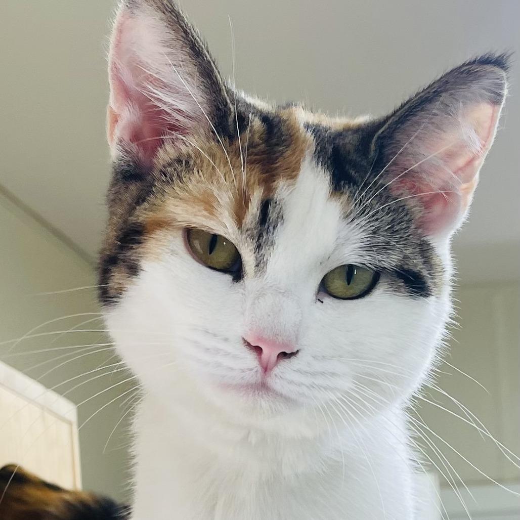 Miley, Adoptable, Young Female Domestic Long Hair.