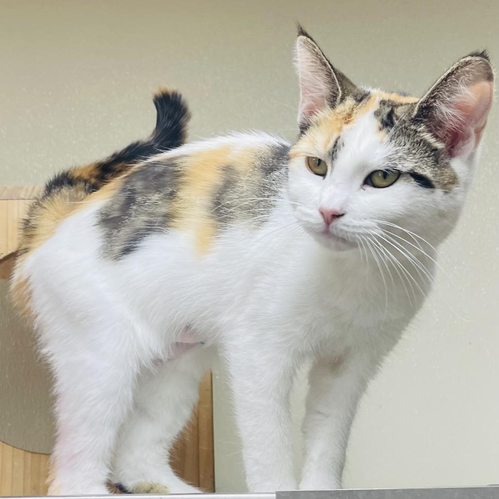 Enlarge Miley, a Adoptable Domestic Long Hair in Donalsonville, GA image 2/3